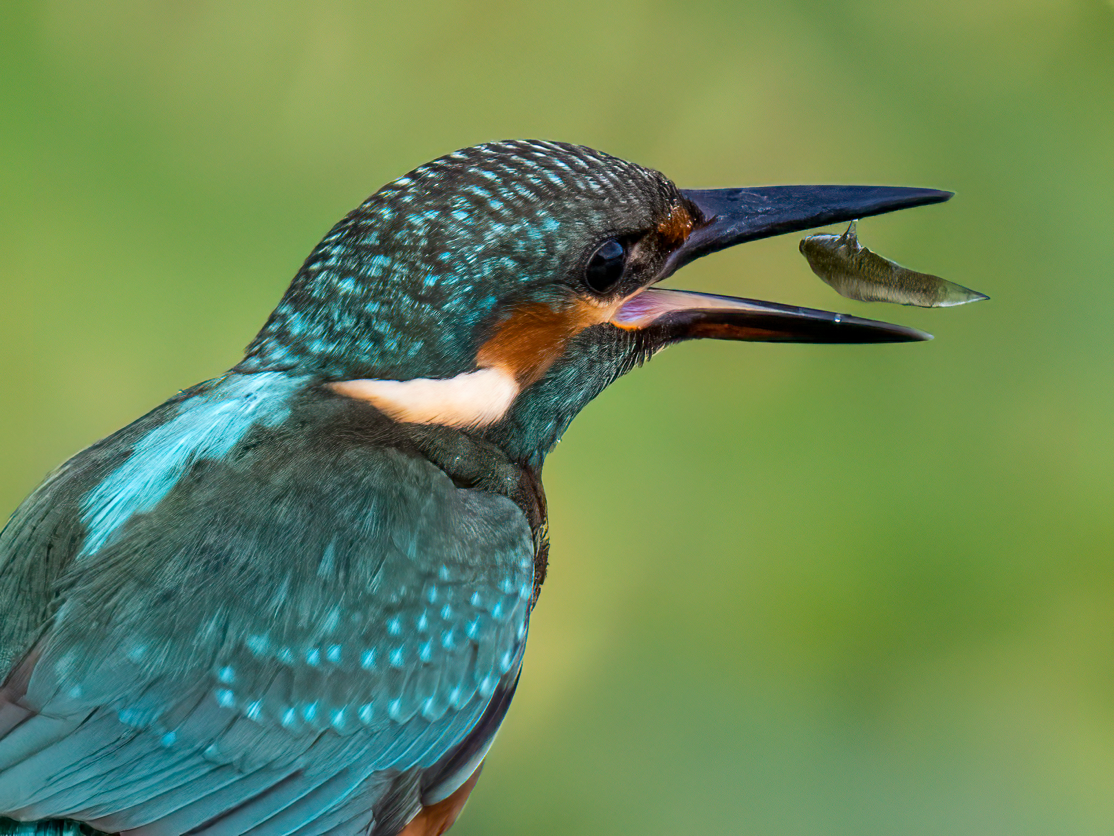 Kingfisher with prey