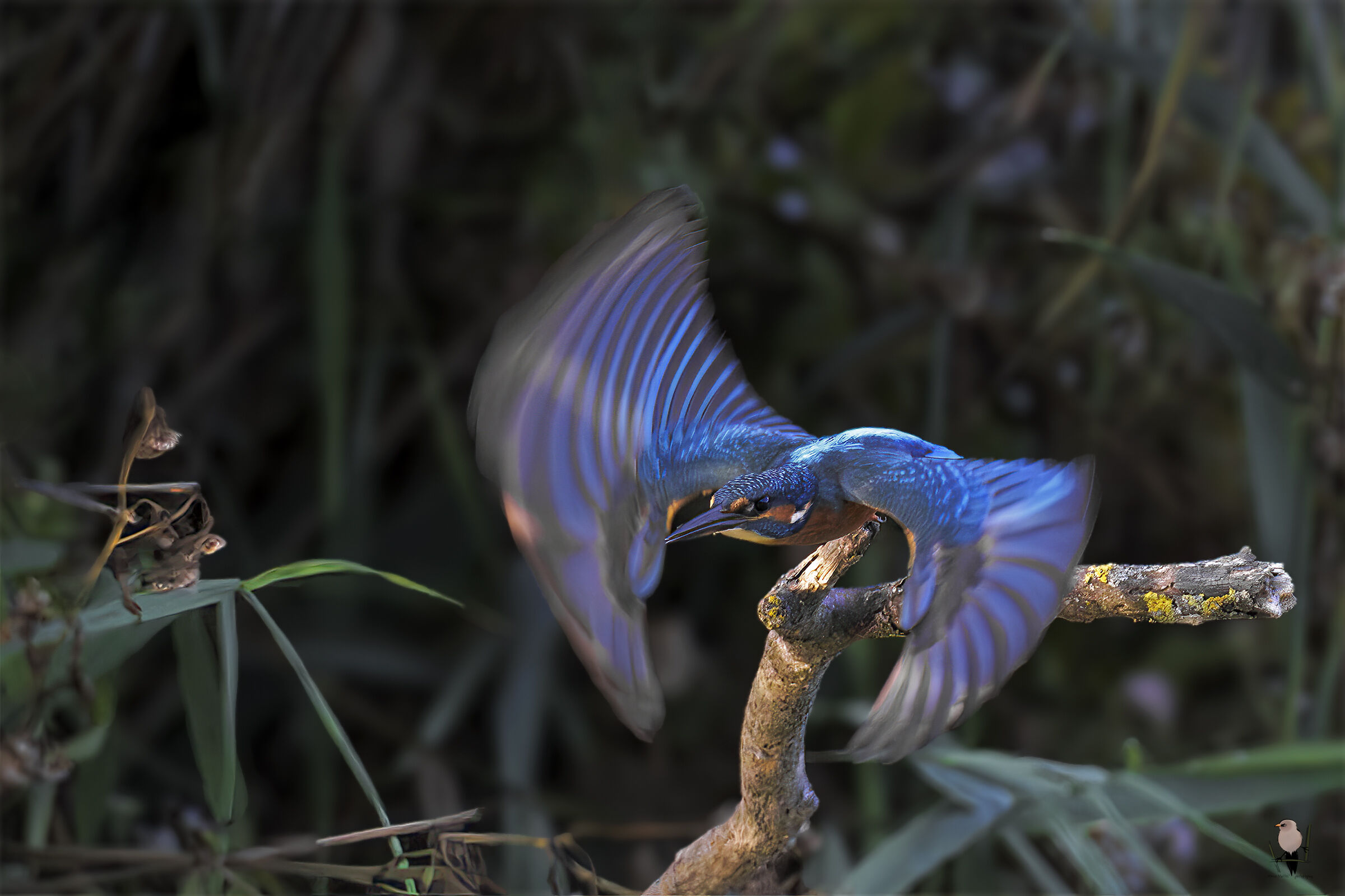 Martino sui blocchi di partenza