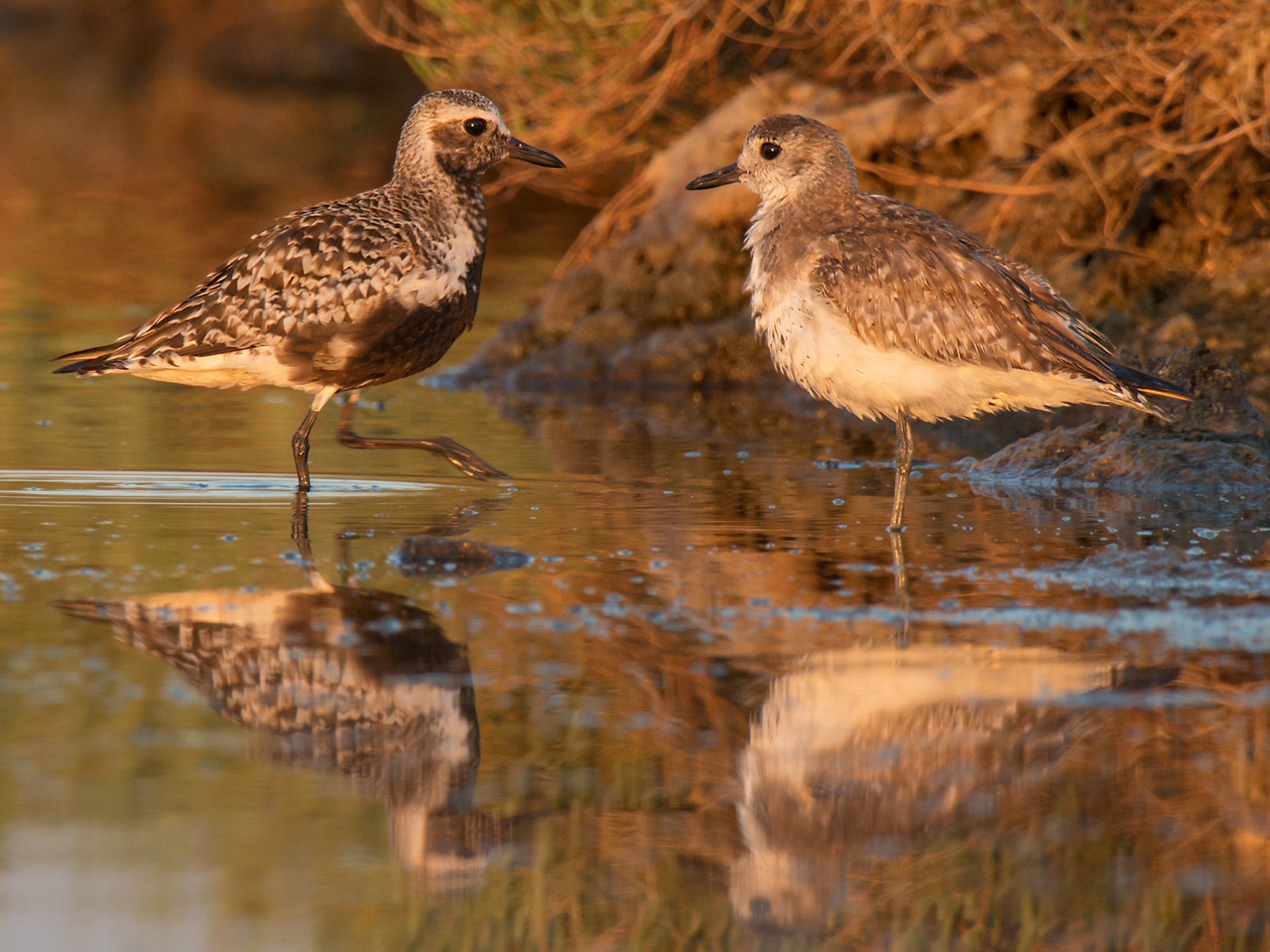 Meeting between Plover