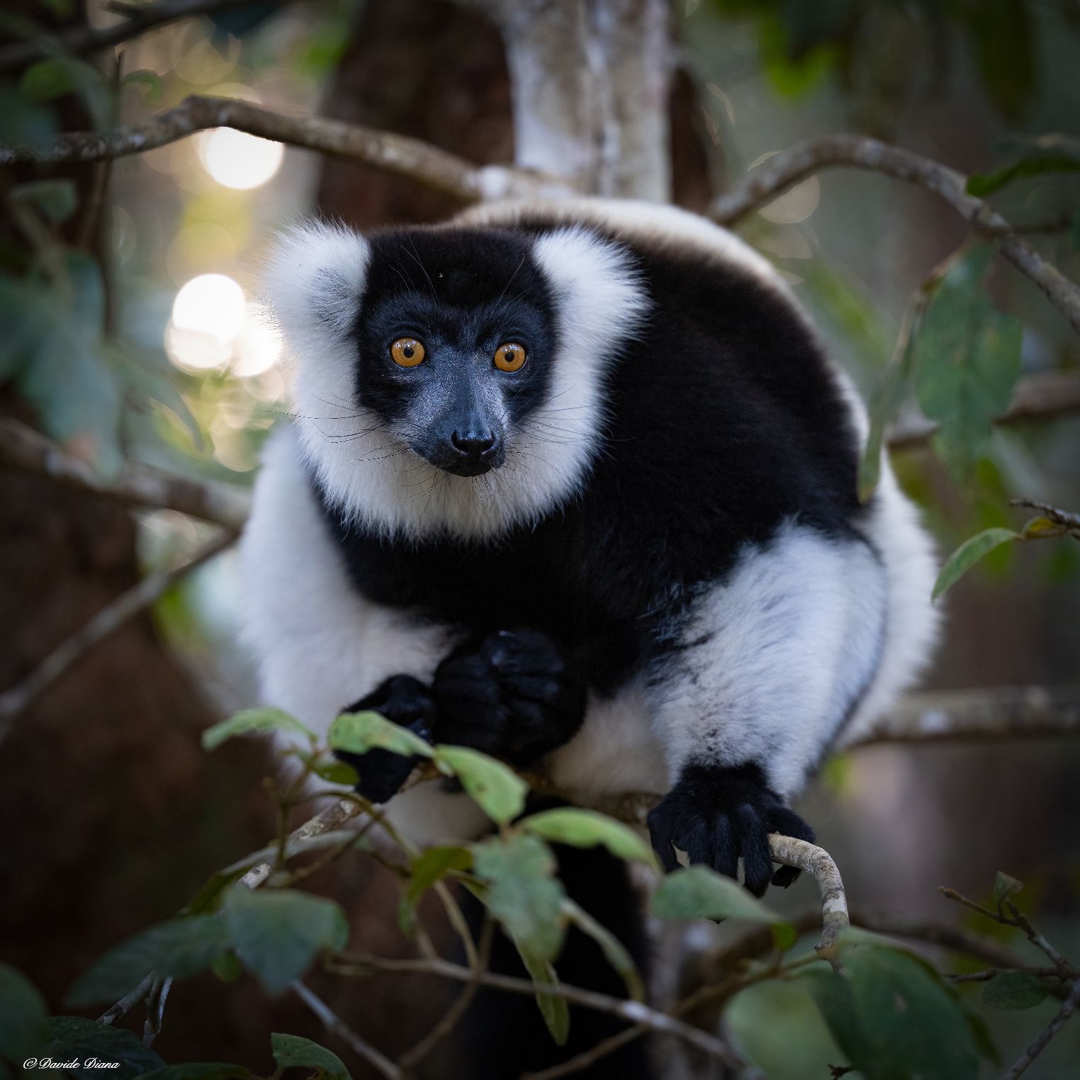 Madagascar