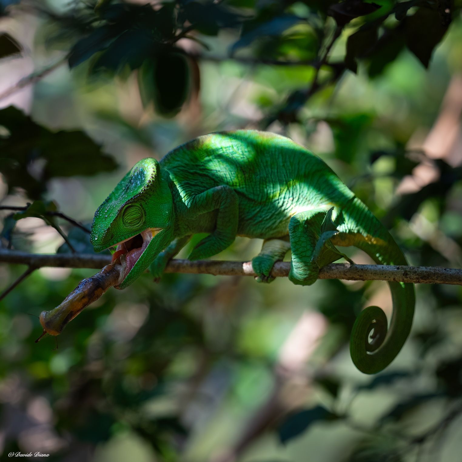 Madagascar