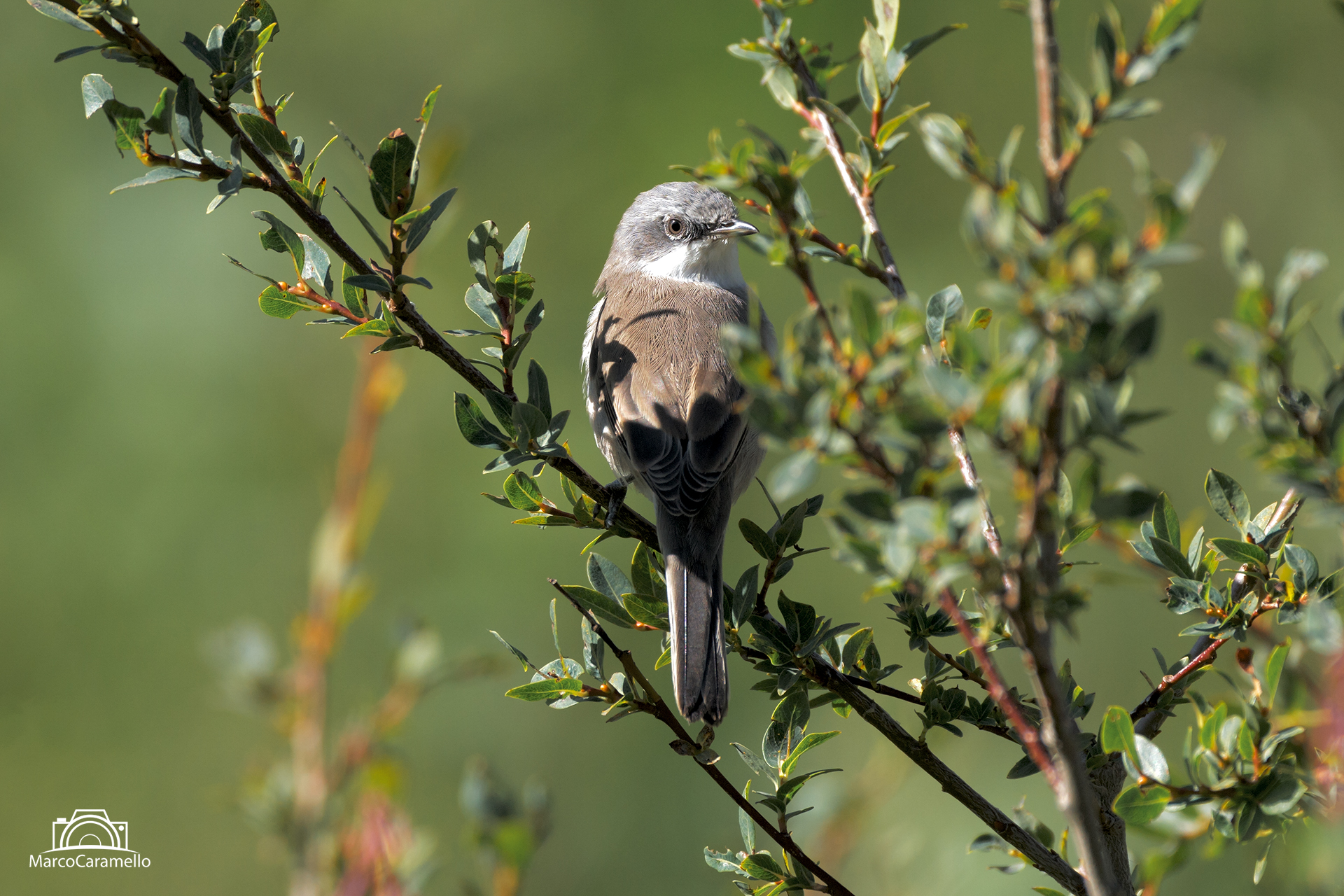 Lesser whitethroat