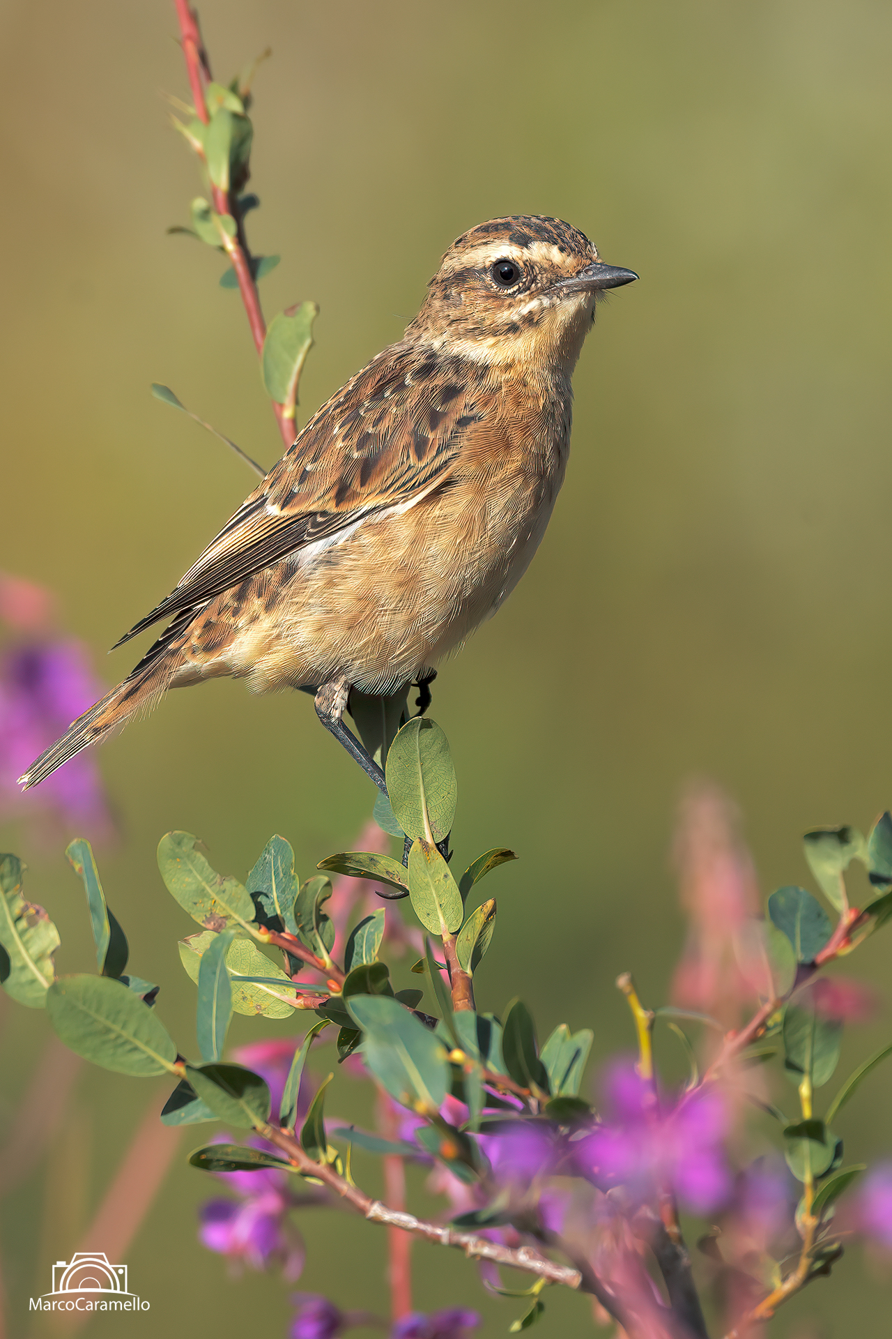 Whinchat