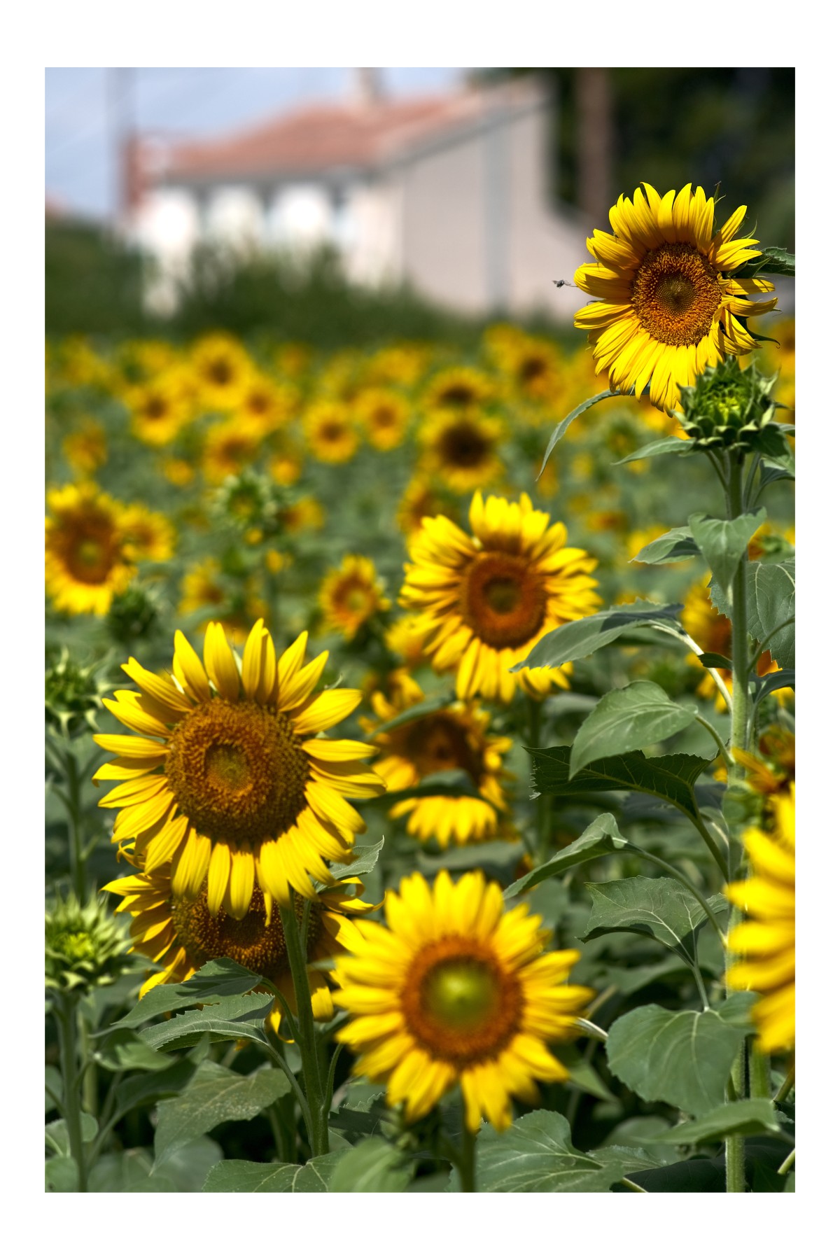 Sunflowers