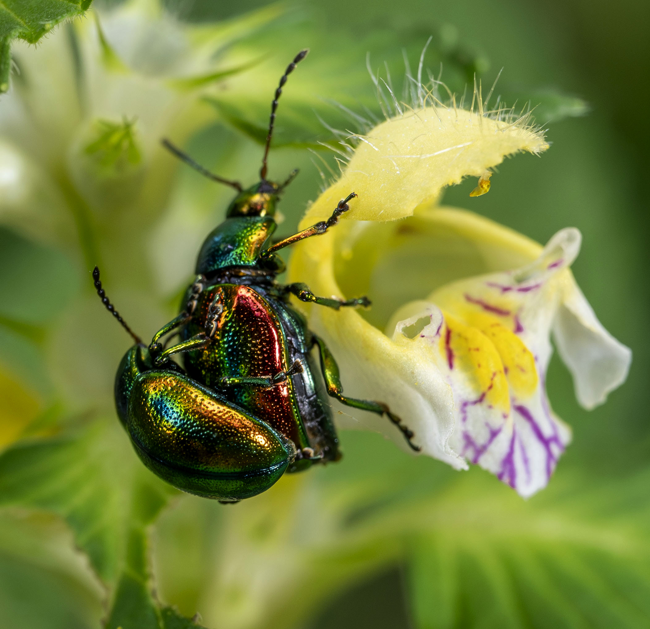 Piccoli gioielli del bosco