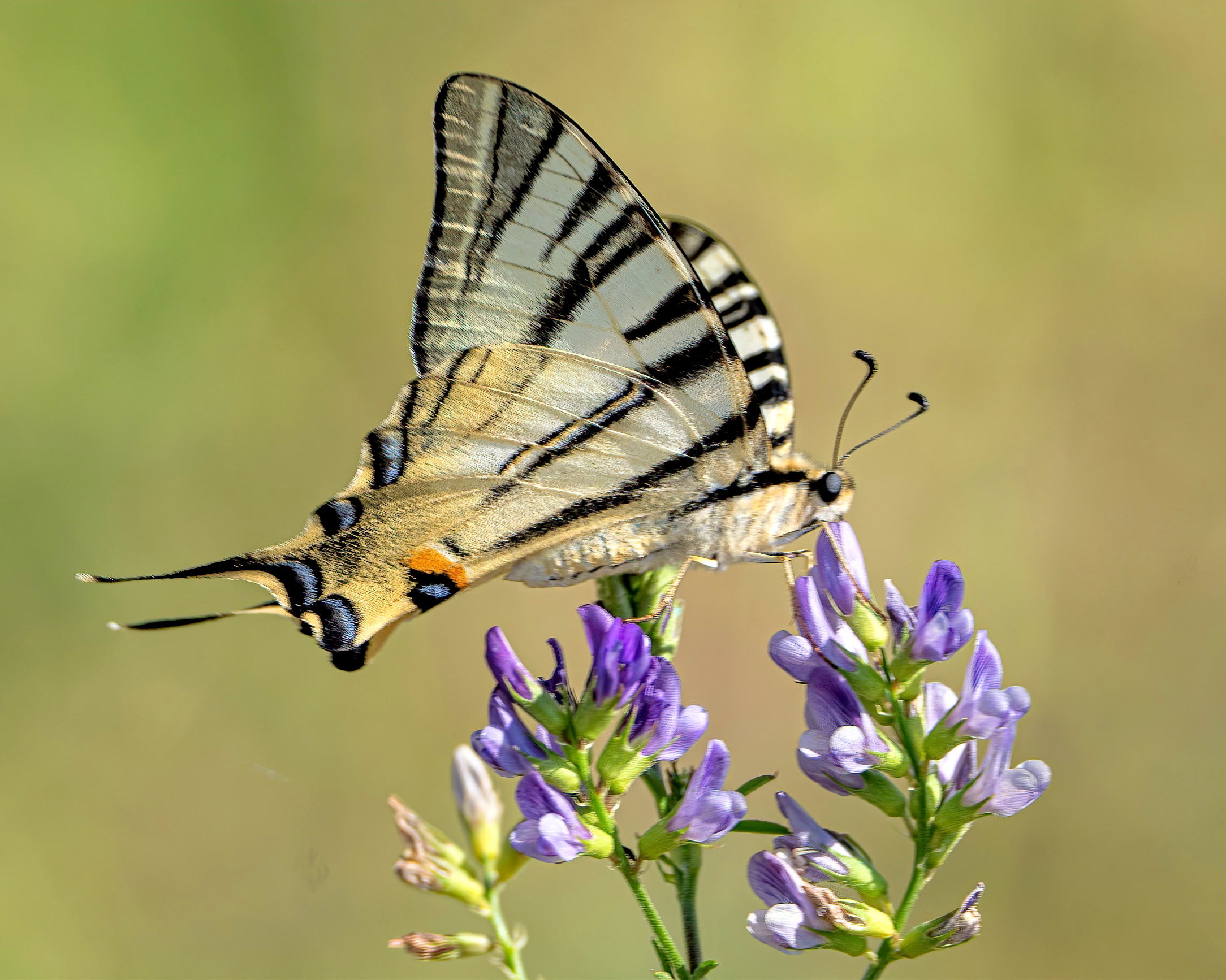Podalirius (Iphiclides podalirius)