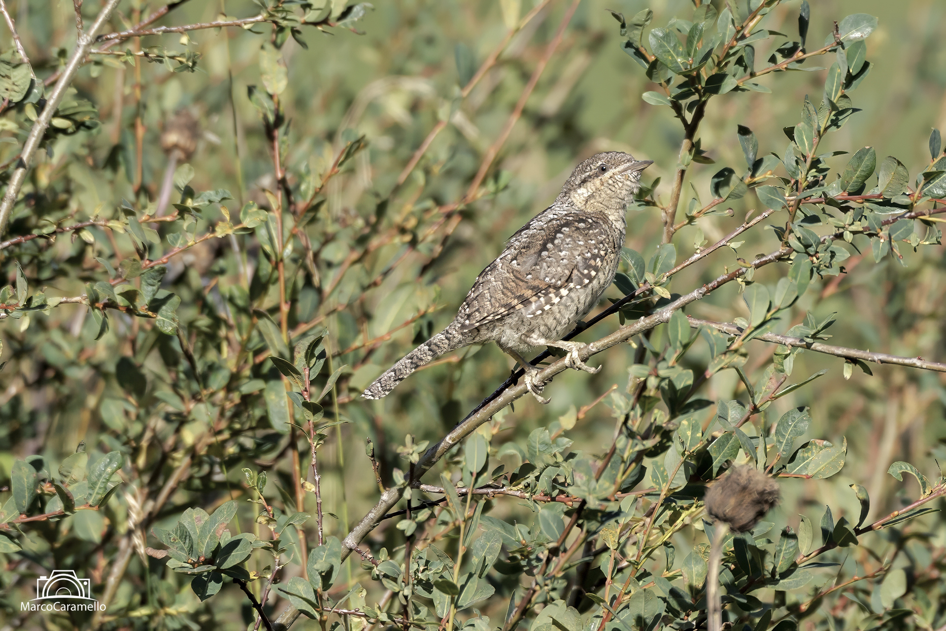 Wryneck