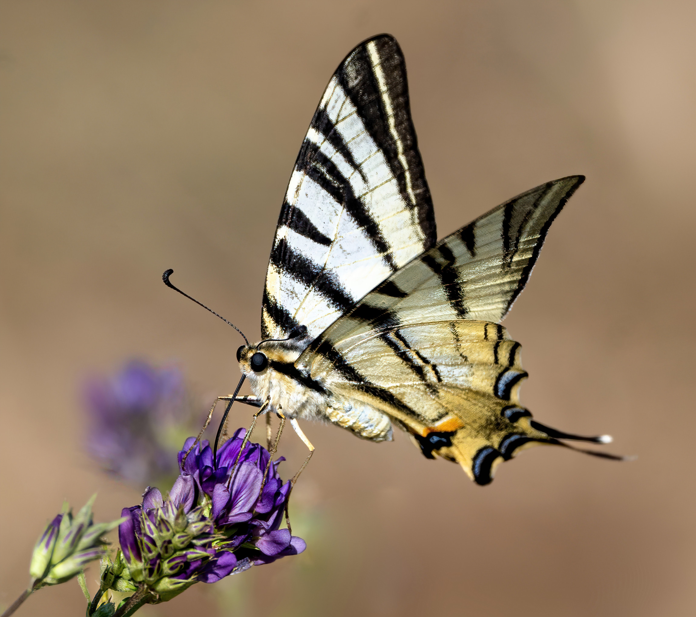 Podalirio (Iphiclides podalirius)