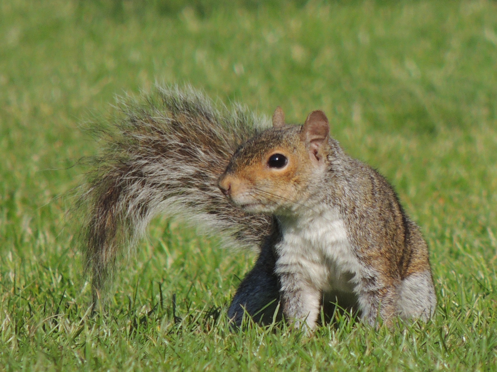Grey Squirrel
