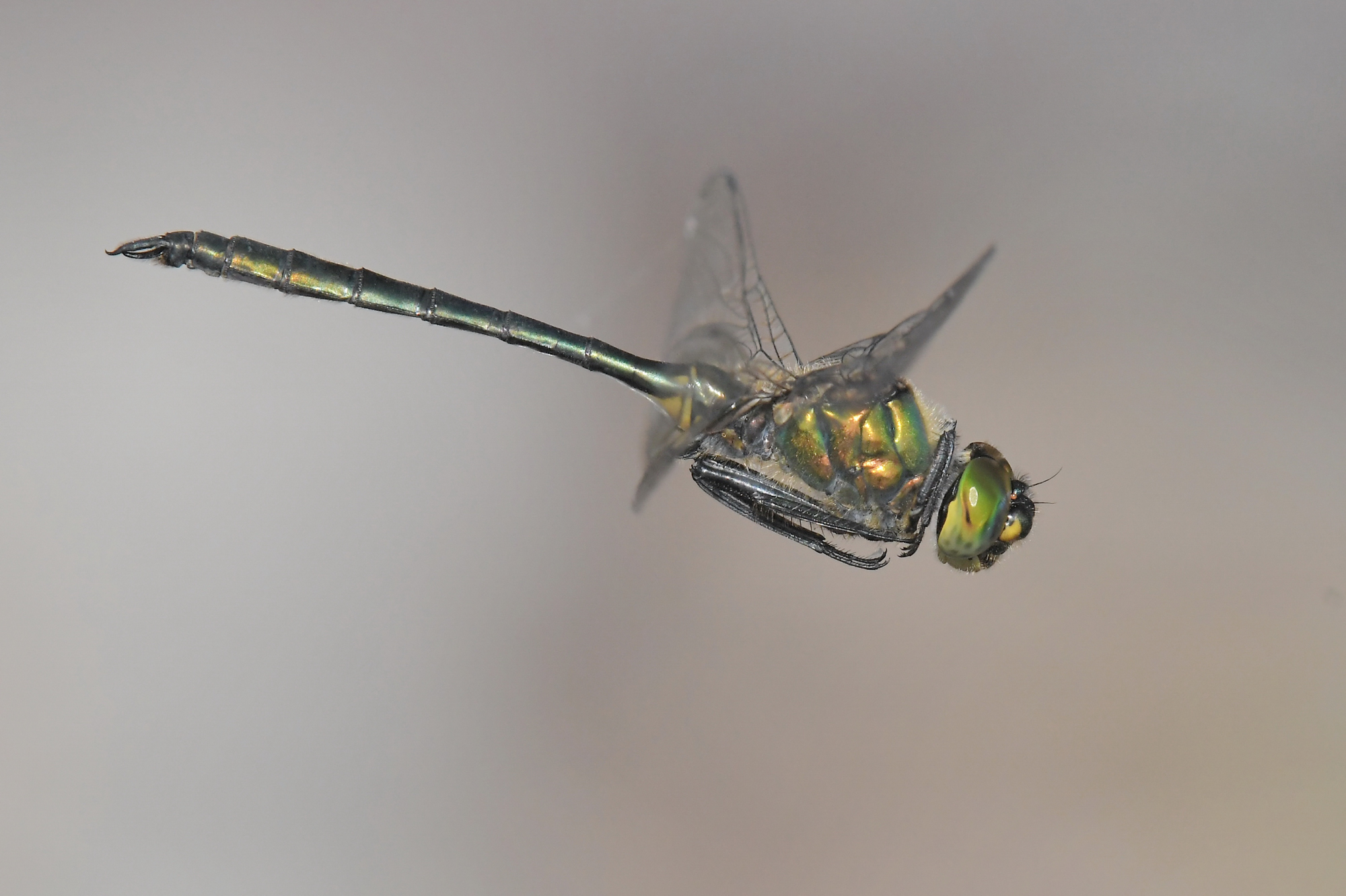 Somatochlora metallica