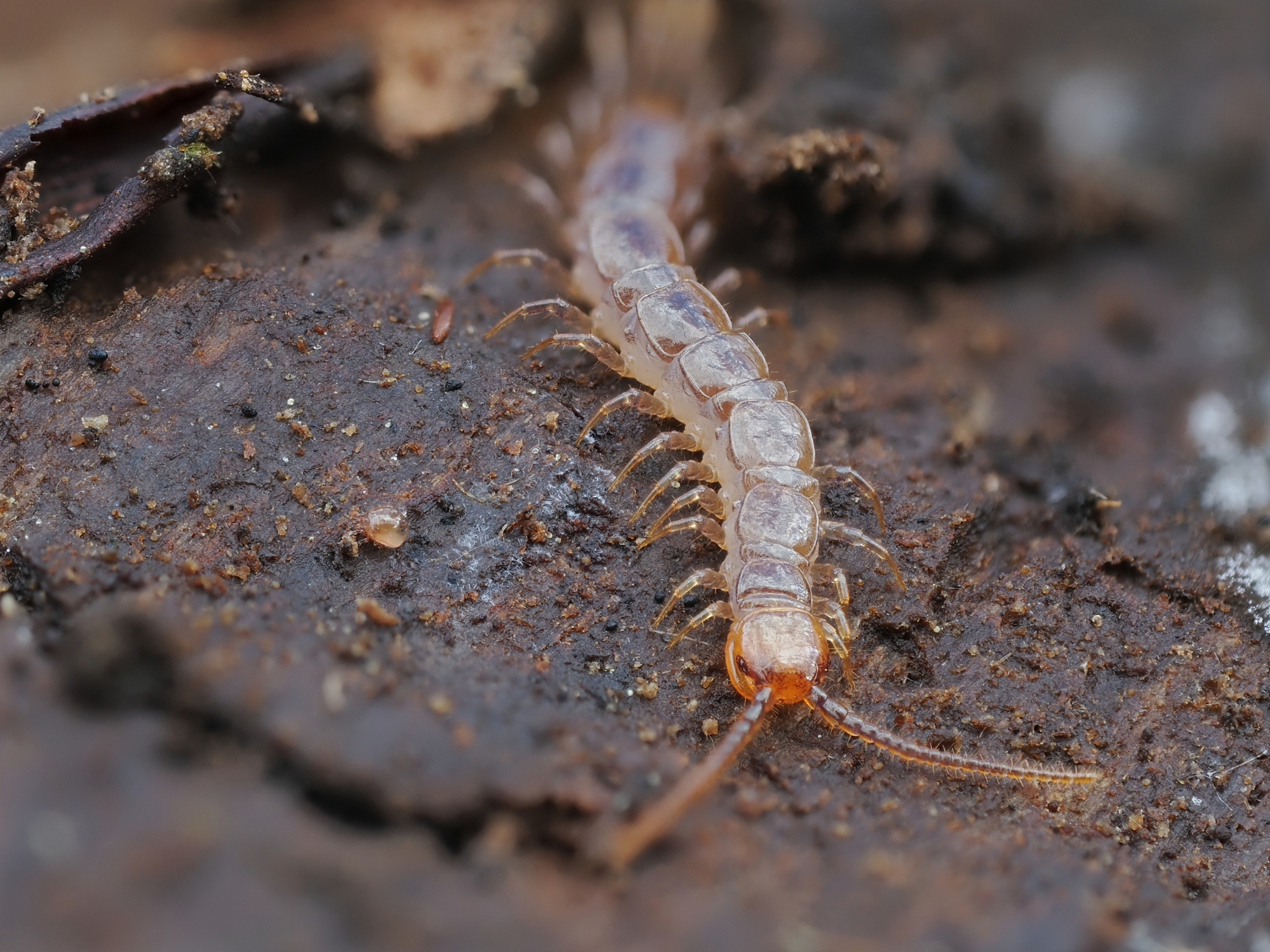 Lithobius forficatus
