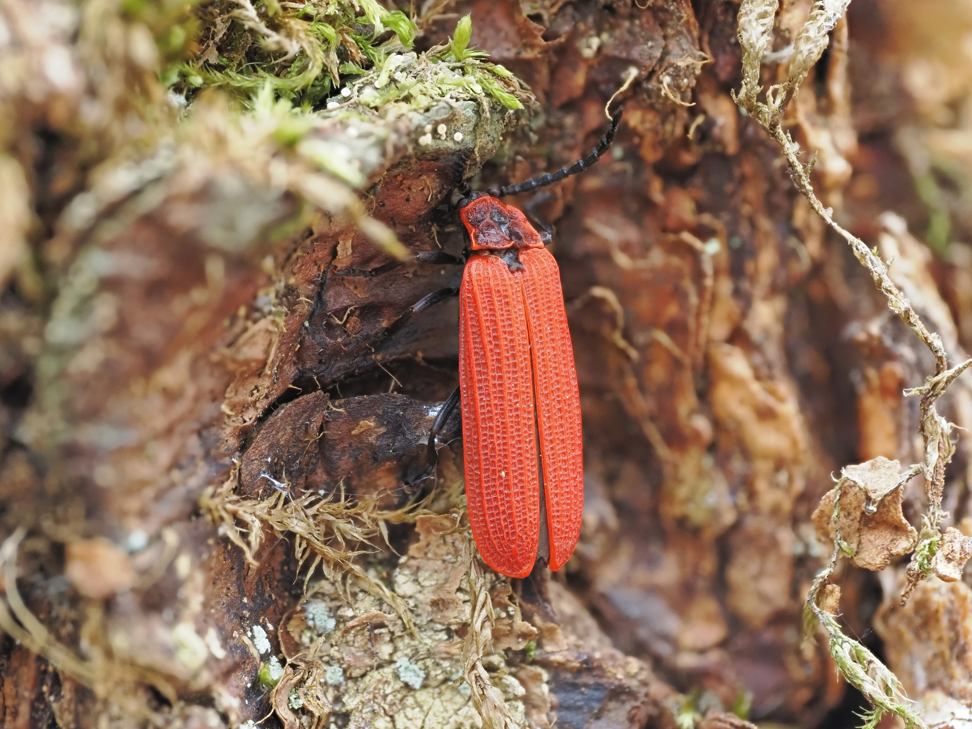 Pyropterus nigrorunber