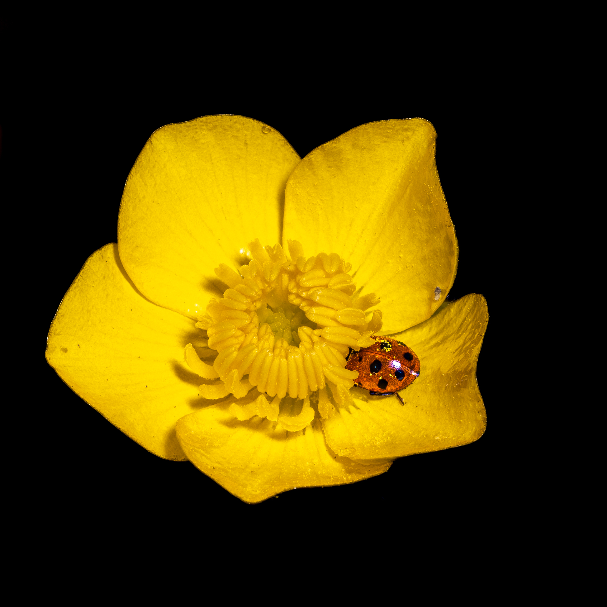 Coccinella su ranuncolo