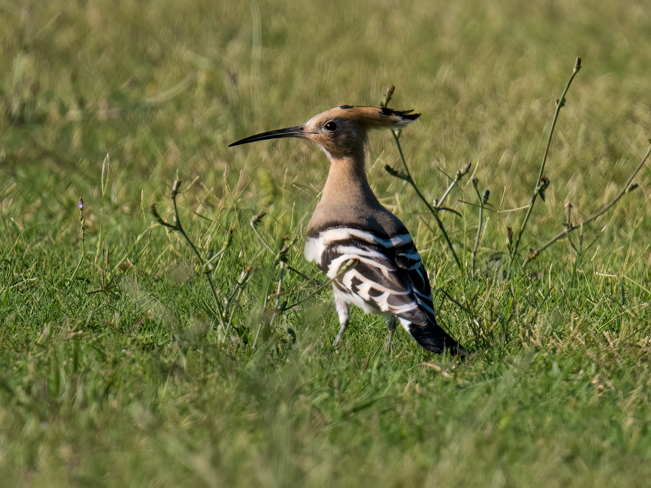 Hoopoe