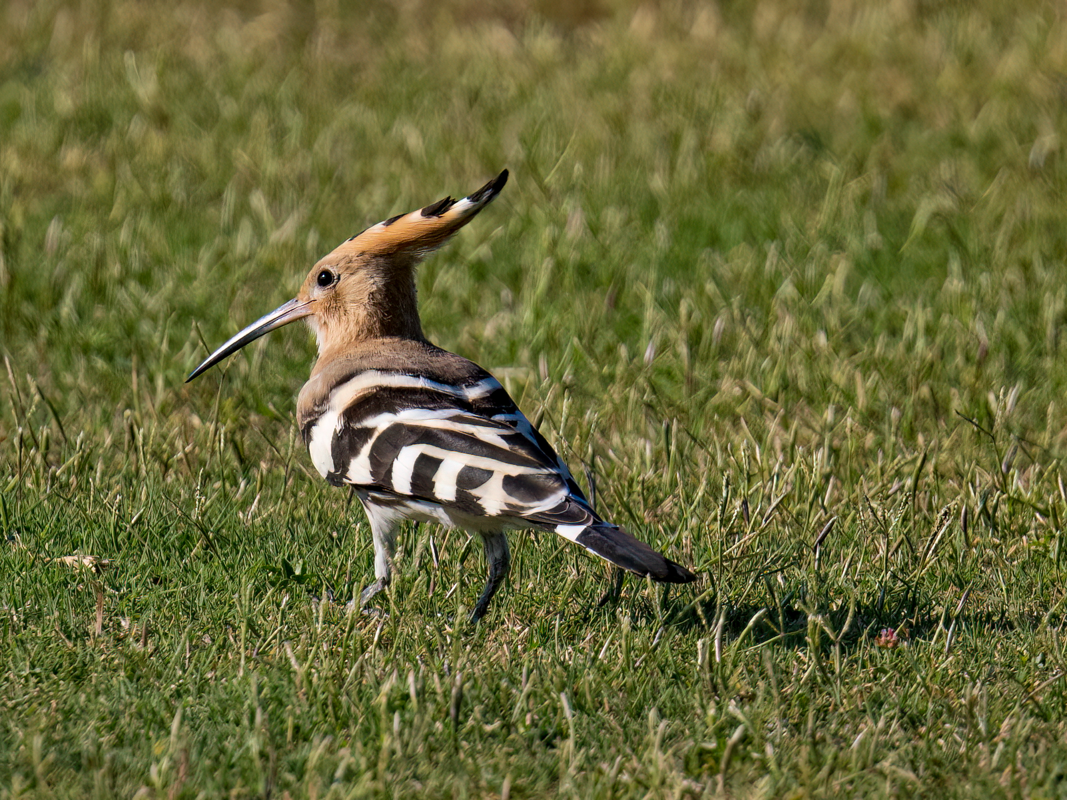 Hoopoe