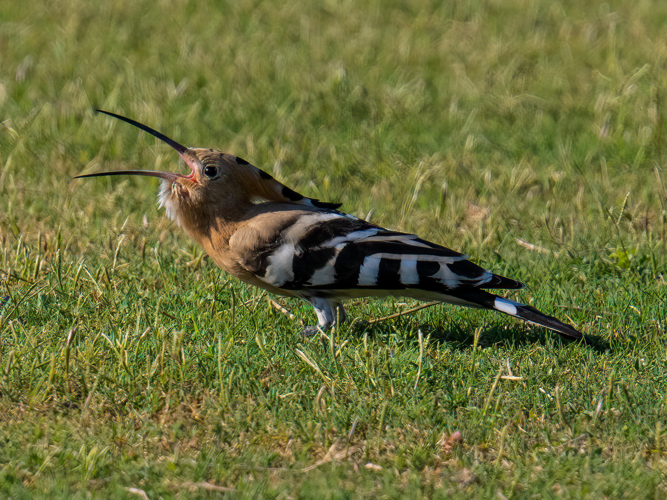 Hoopoe