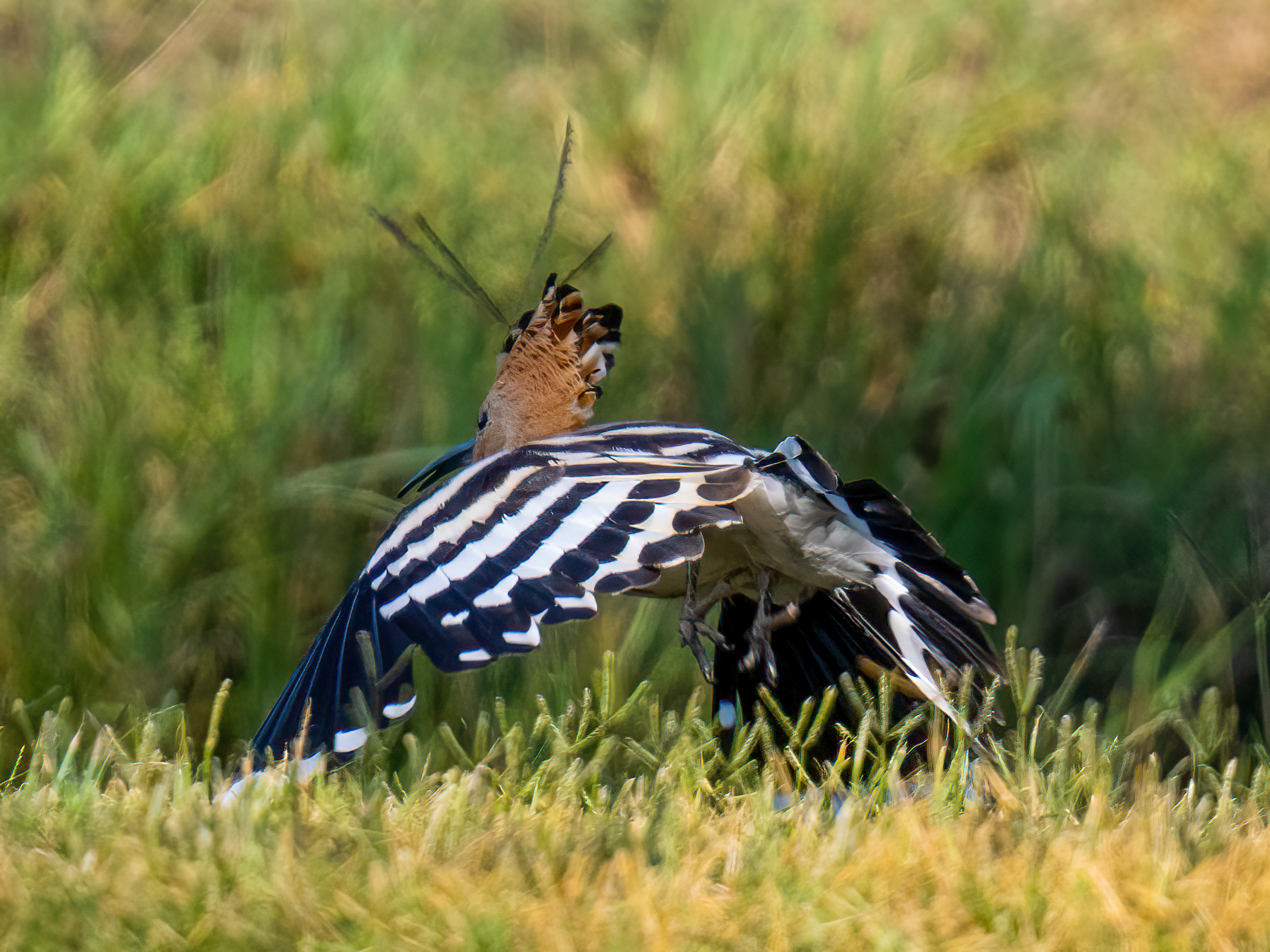 Hoopoe