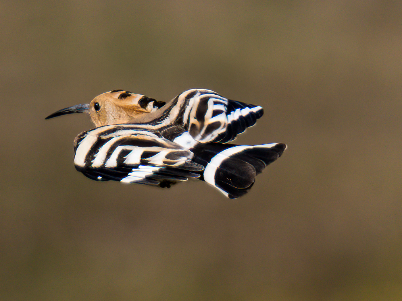 Hoopoe