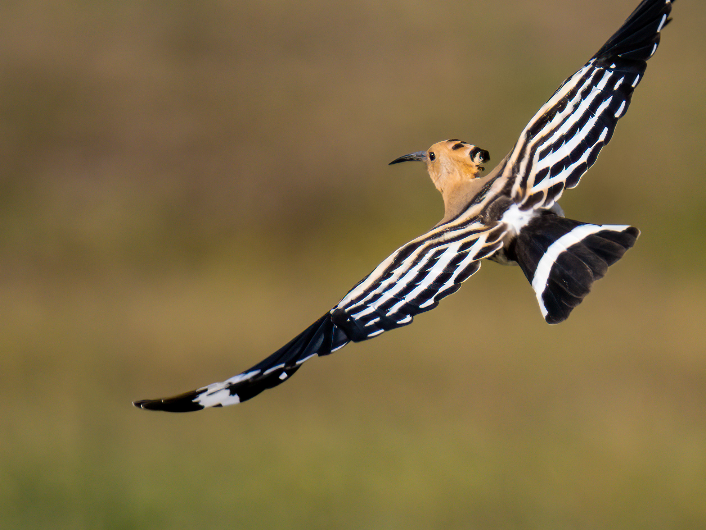 Hoopoe