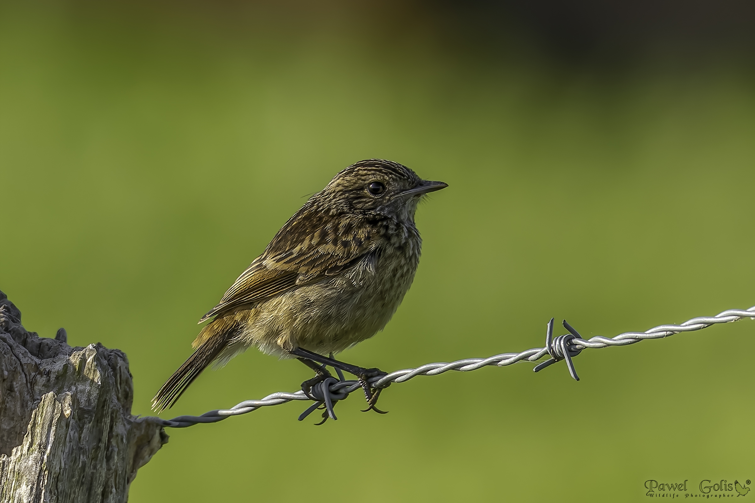 Salimpalo (Saxicola rubicola)