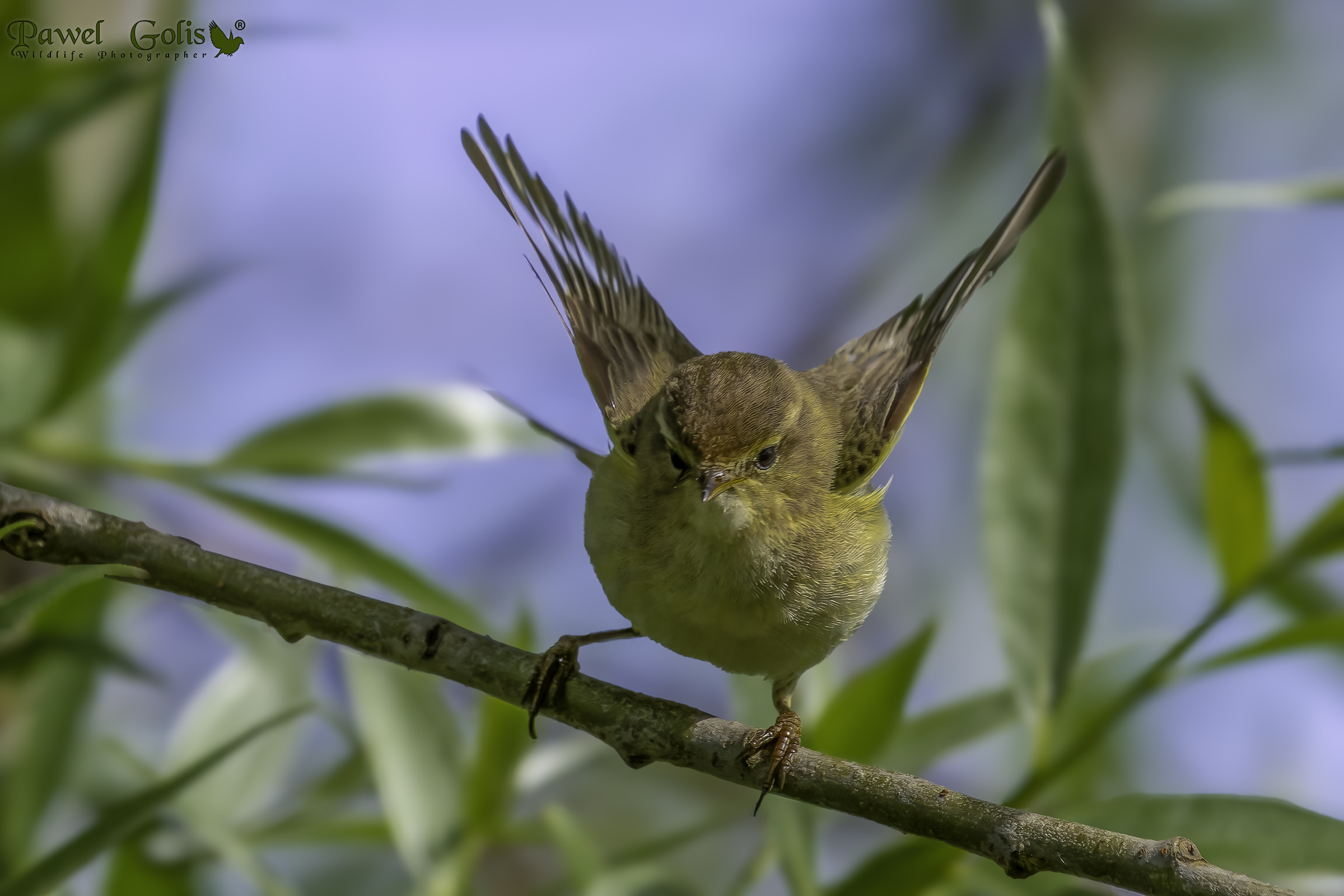 Chiffchaff comune (Phylloscopus collybita)
