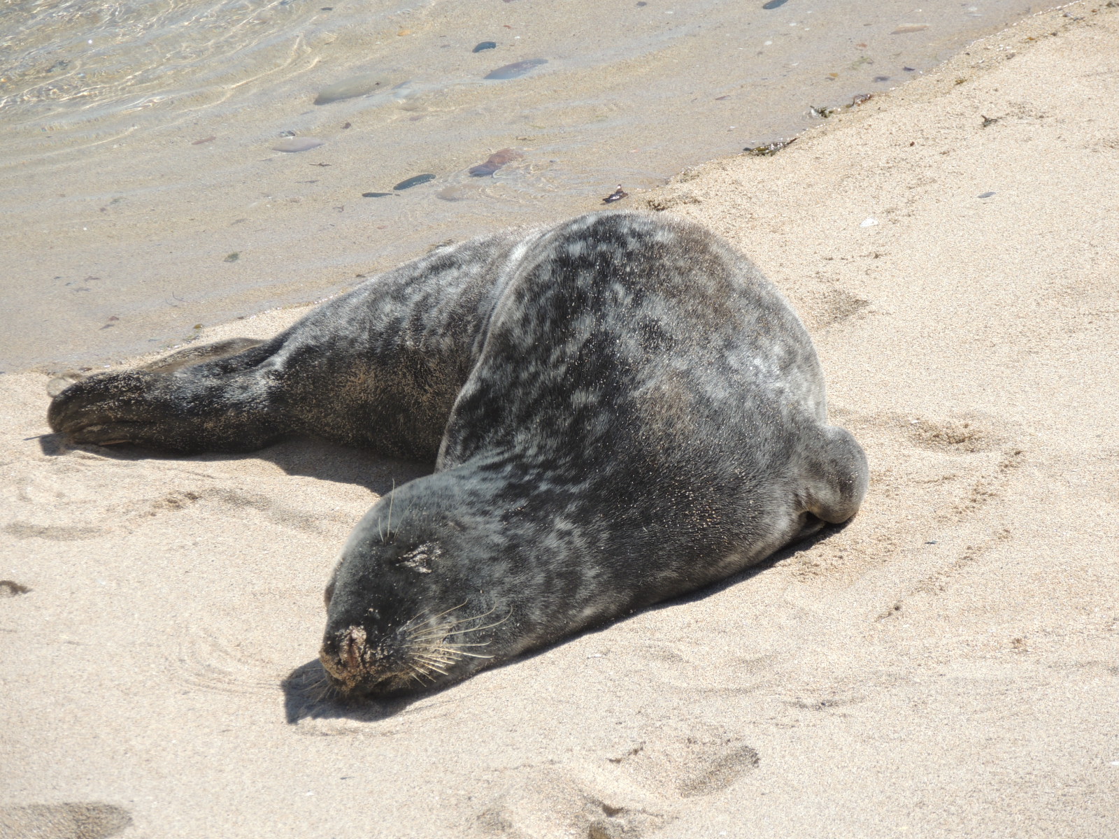 Grey Seal