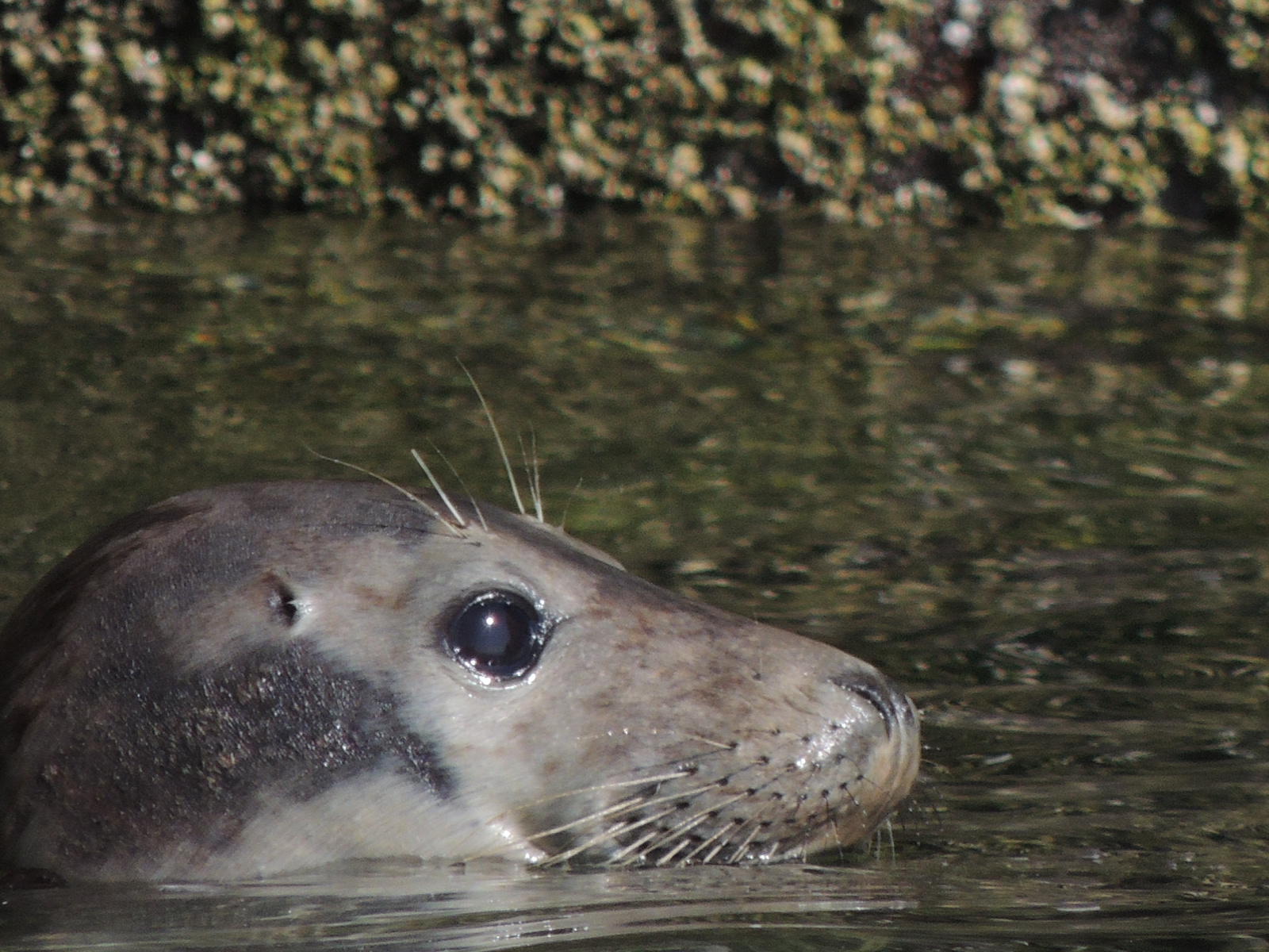 Grey Seal in the water