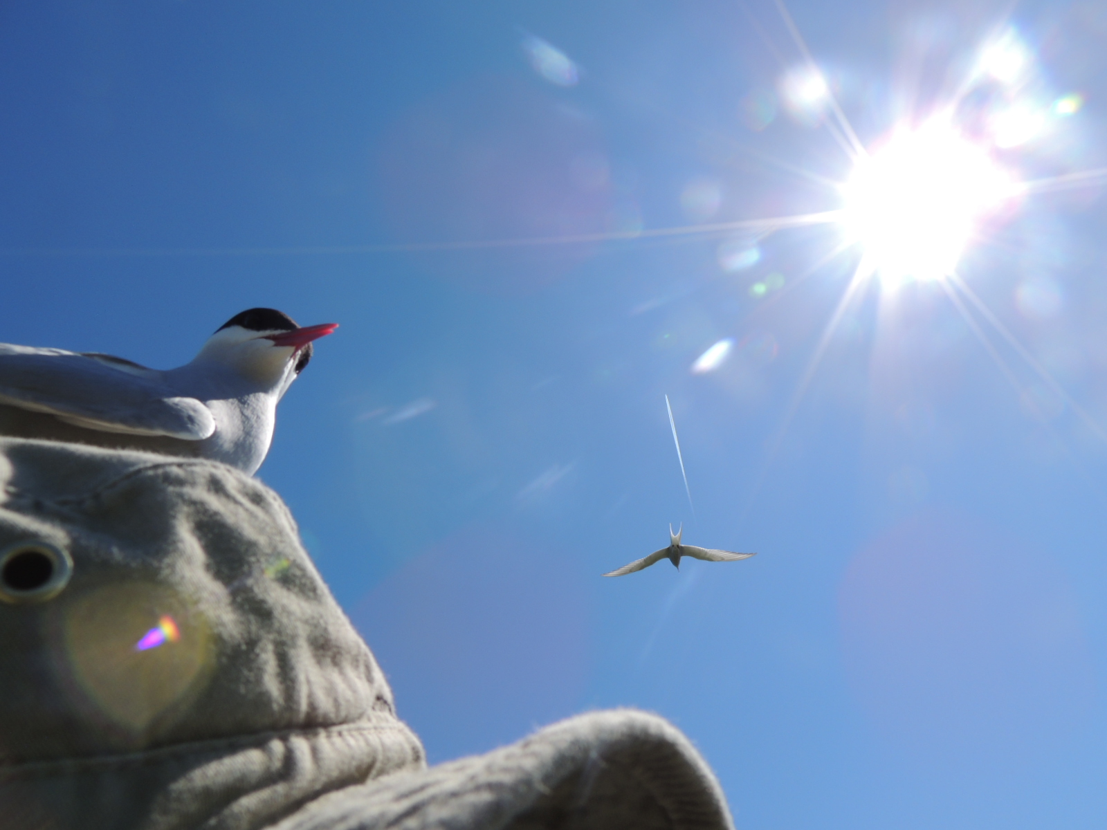 Arctic tern it on my head!