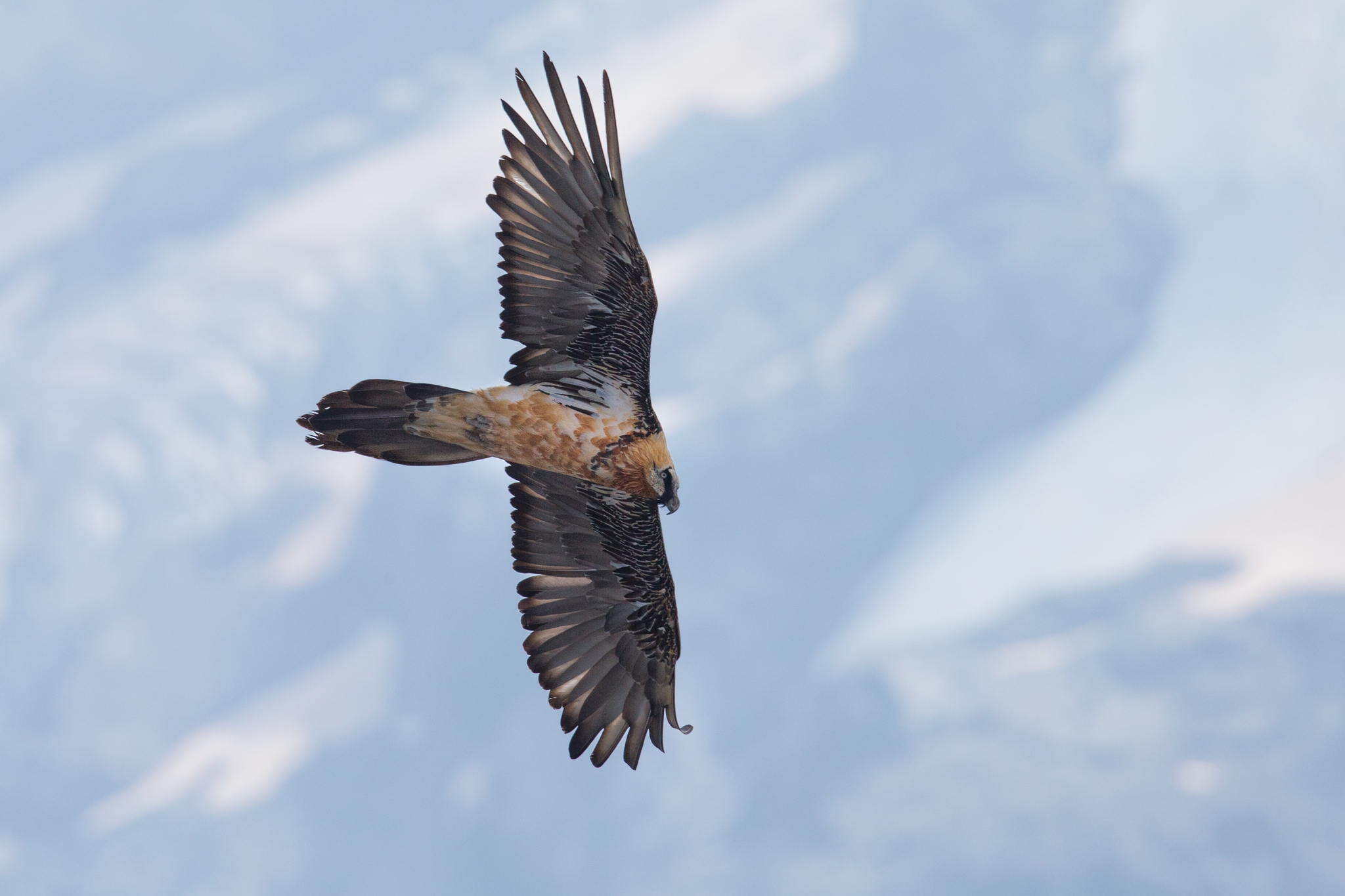 Bearded vulture.. Alta Valtellina