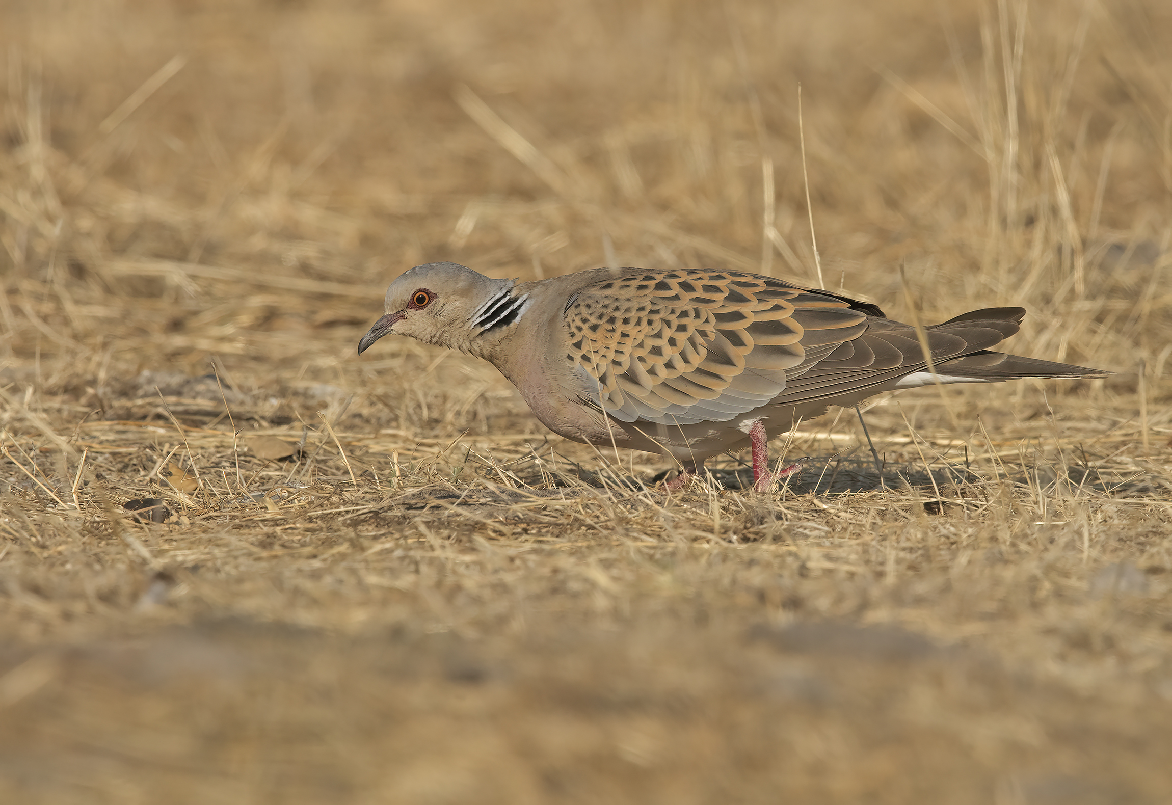 tortora selvatica (streptopelia turtur)