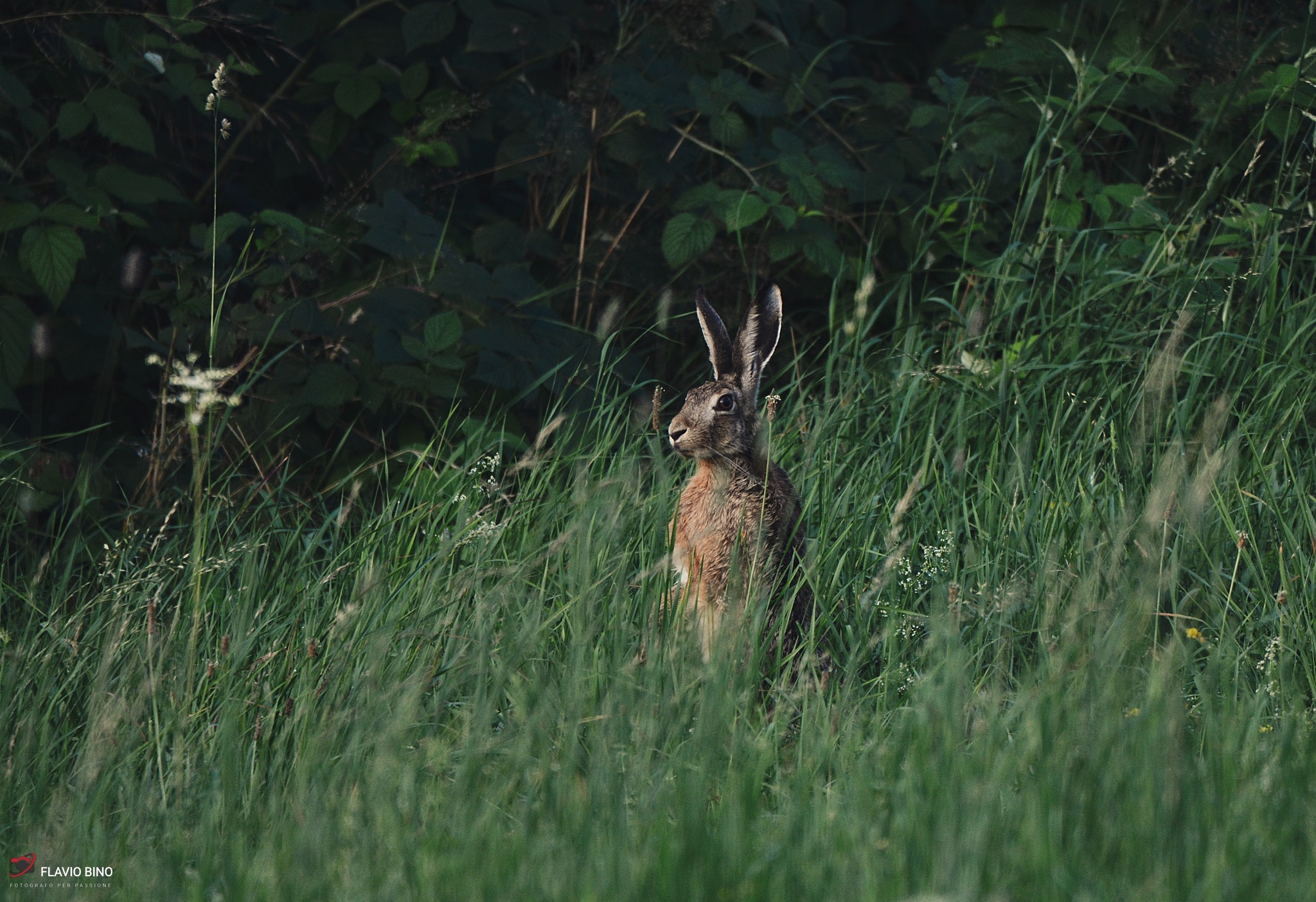 Curious hare