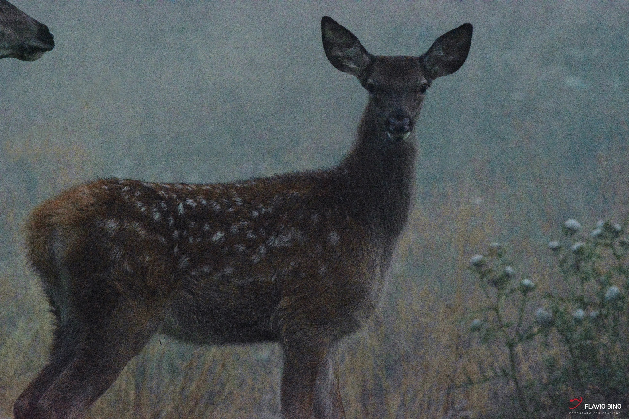 Deer baby