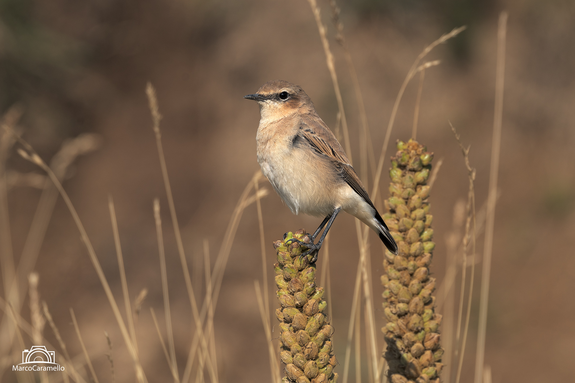Northern wheatear