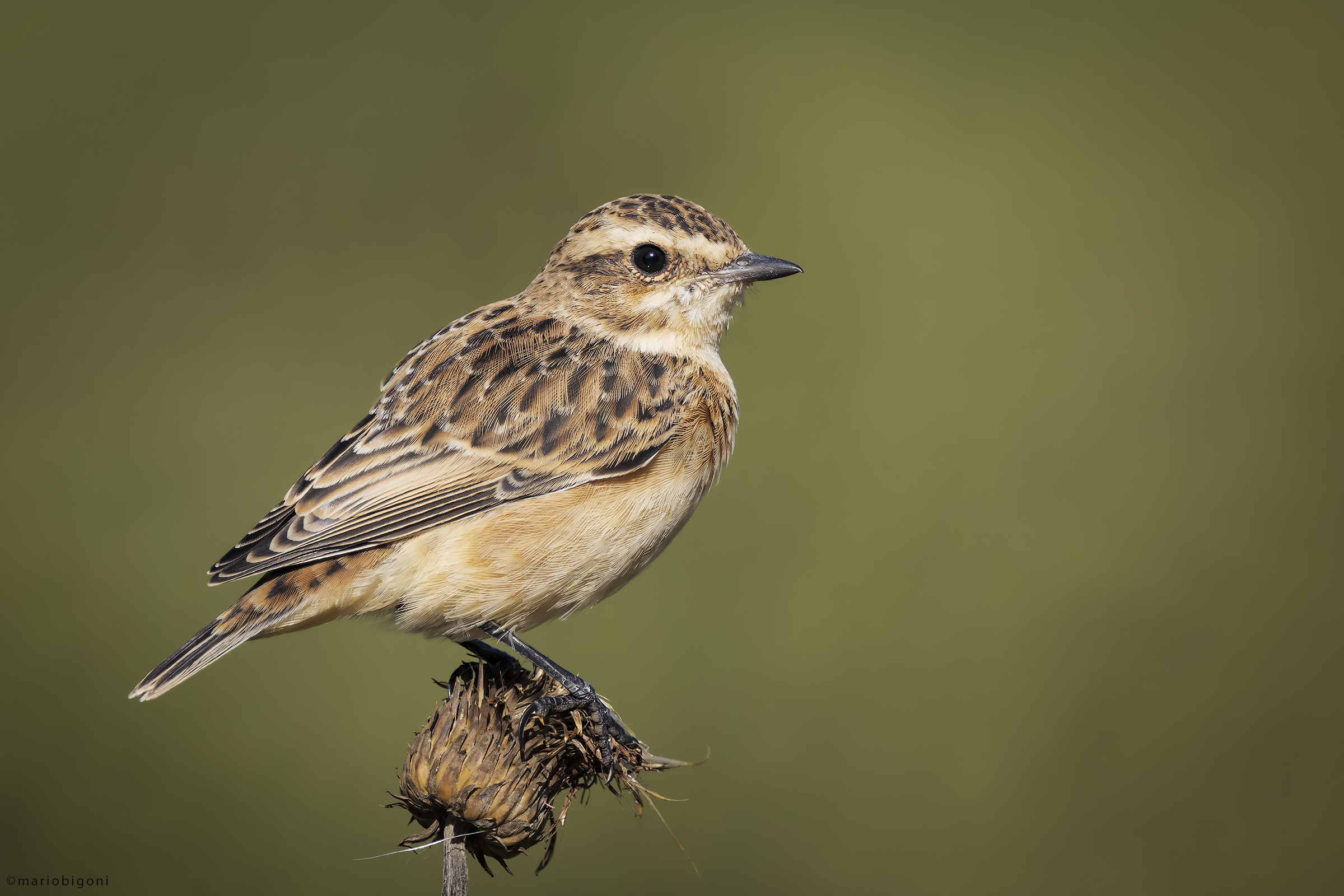 Whinchat