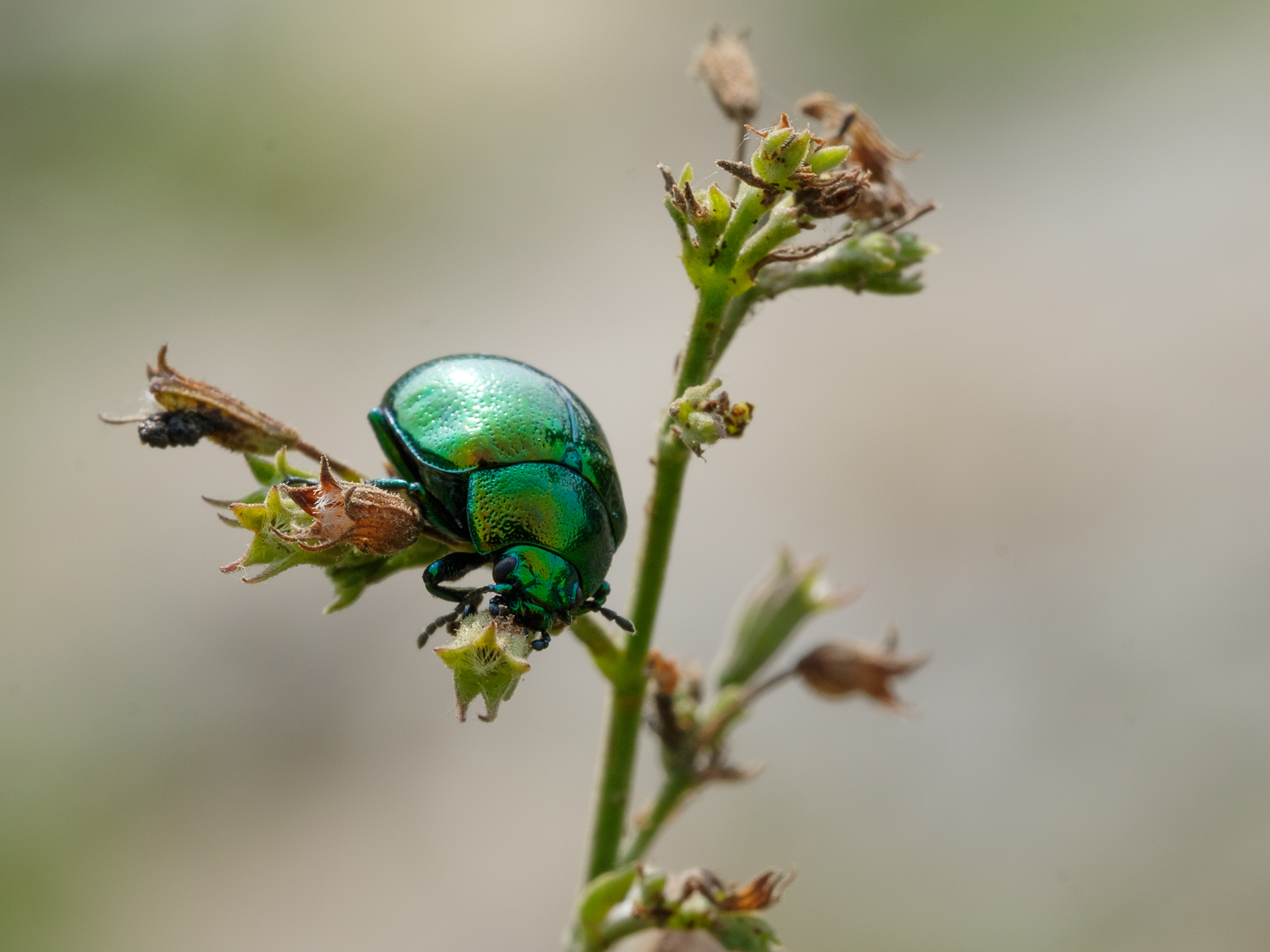 Smeraldo