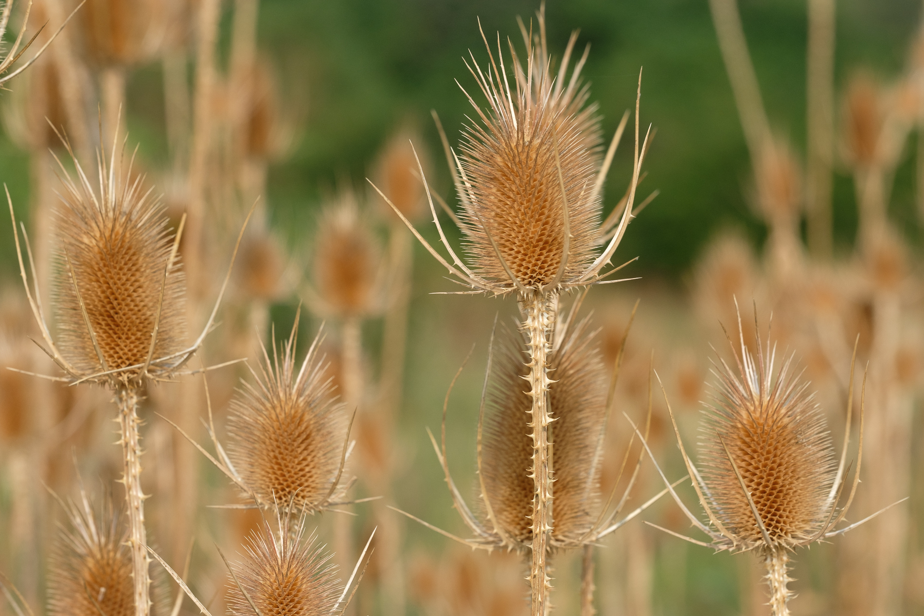 Oro