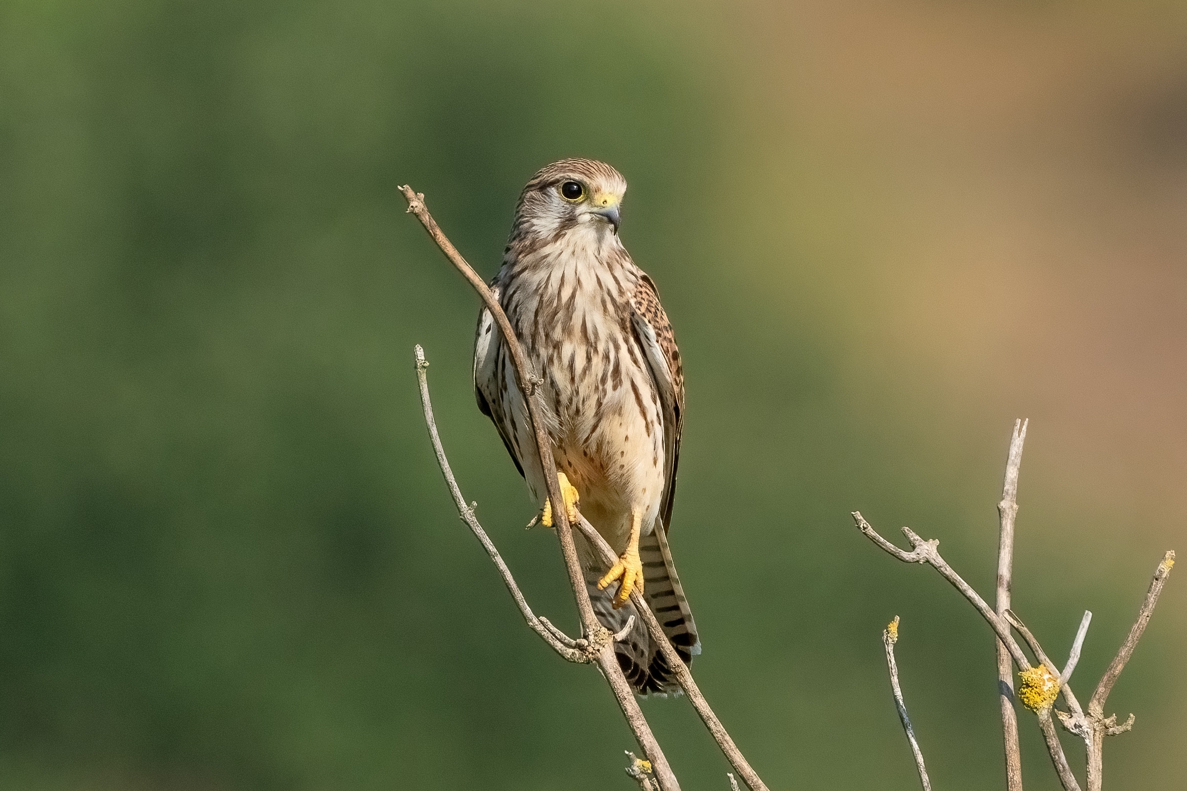 Kestrel (Falco tinnunculus)