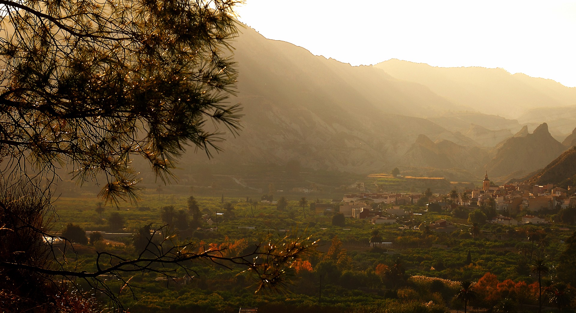 Ulea vicino al tramonto
