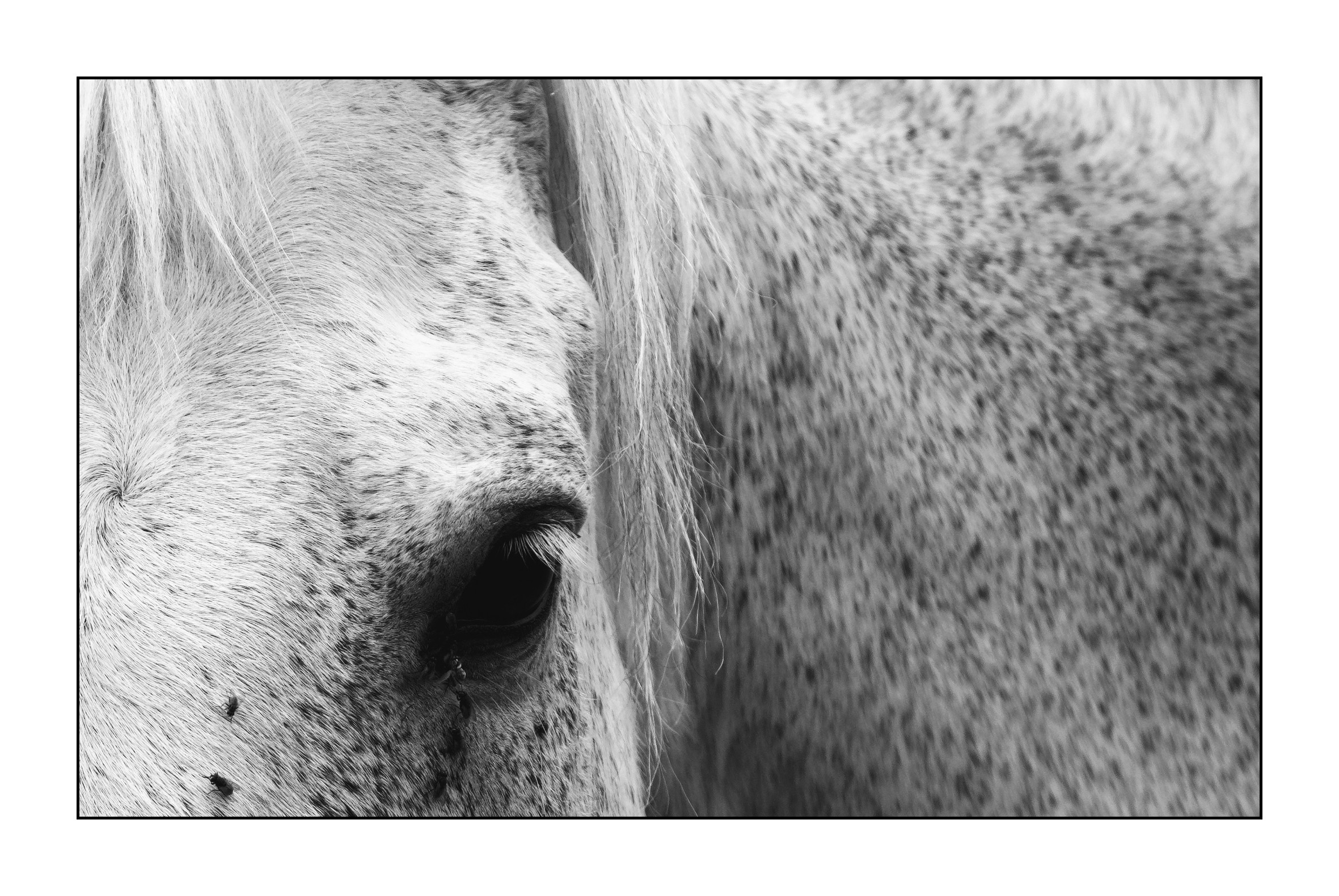 Horse and flies