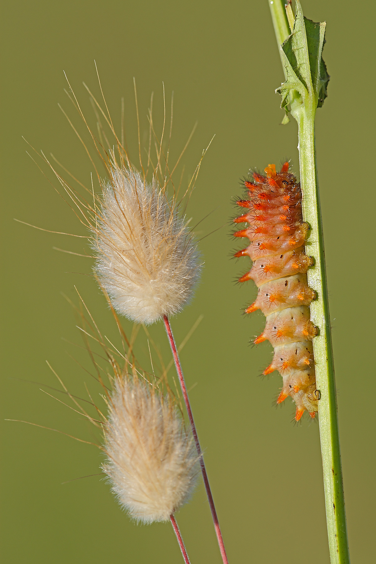 caterpillar zerynthia_polyxena
