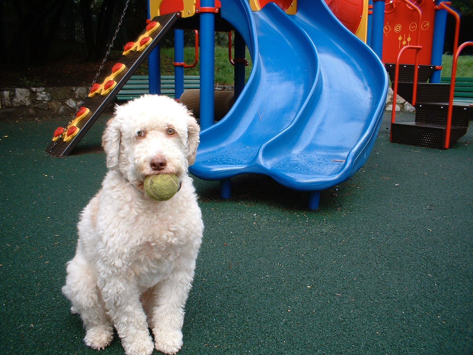 First compact car 2002