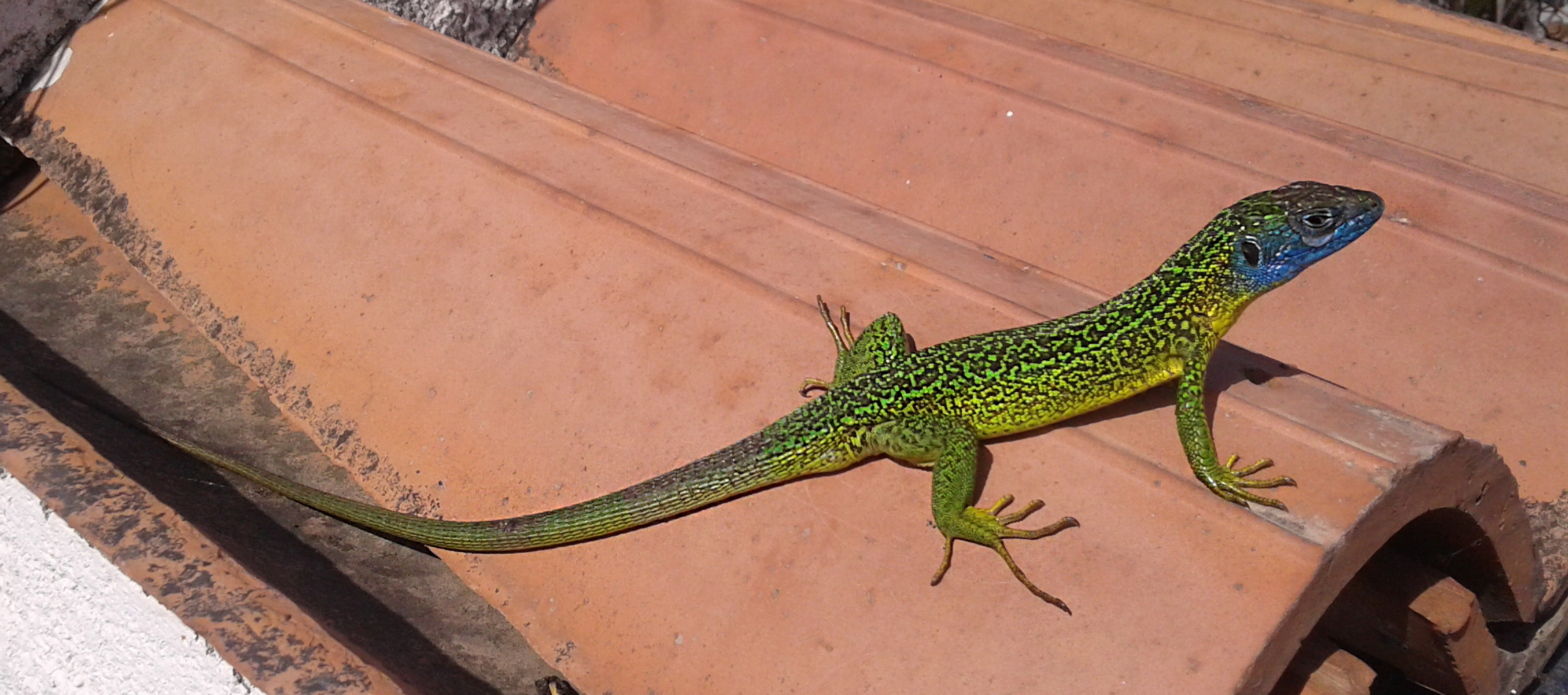 Lizard in Milos (Etna)
