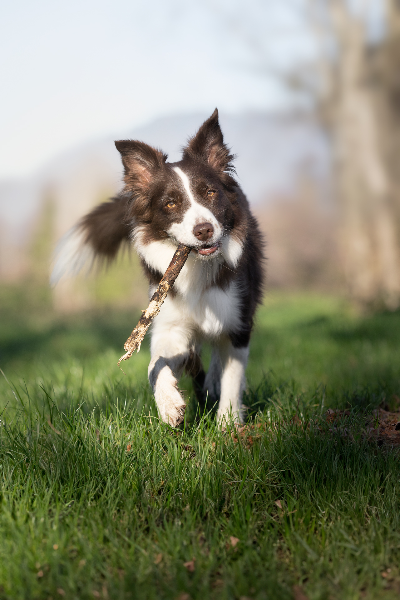Border collie