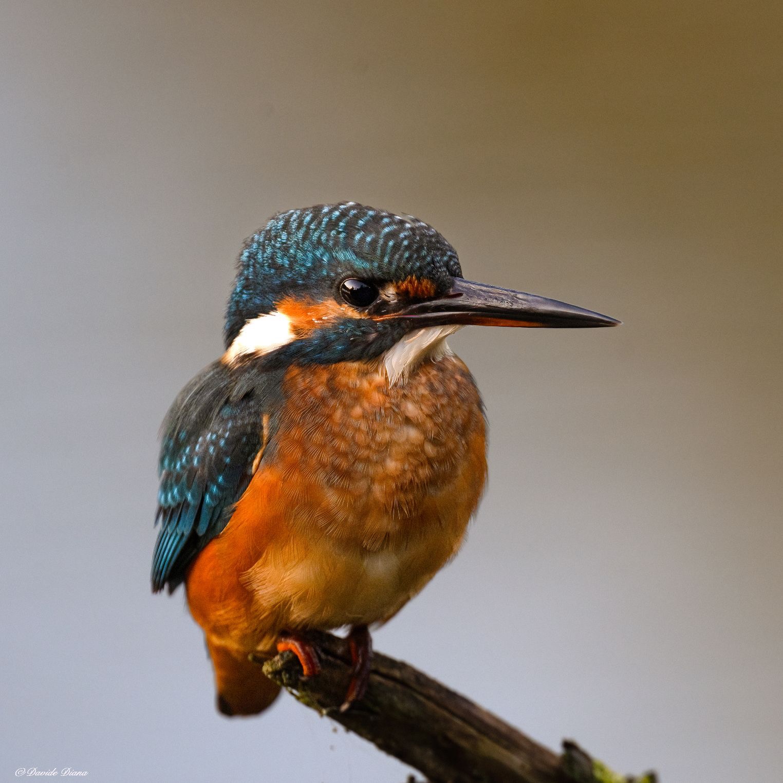 Kingfisher