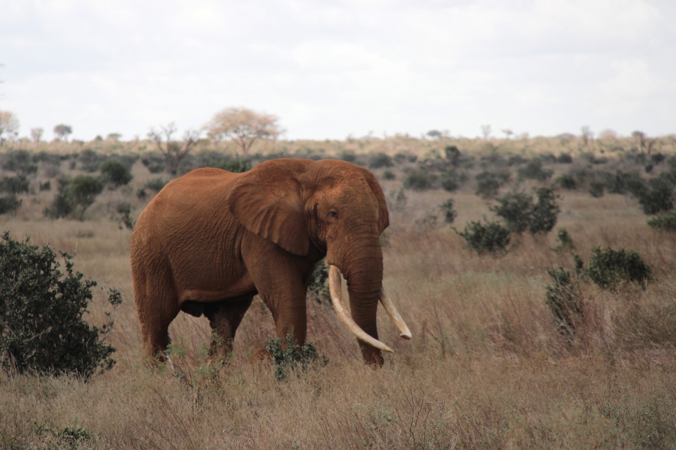 Elephant pack leader