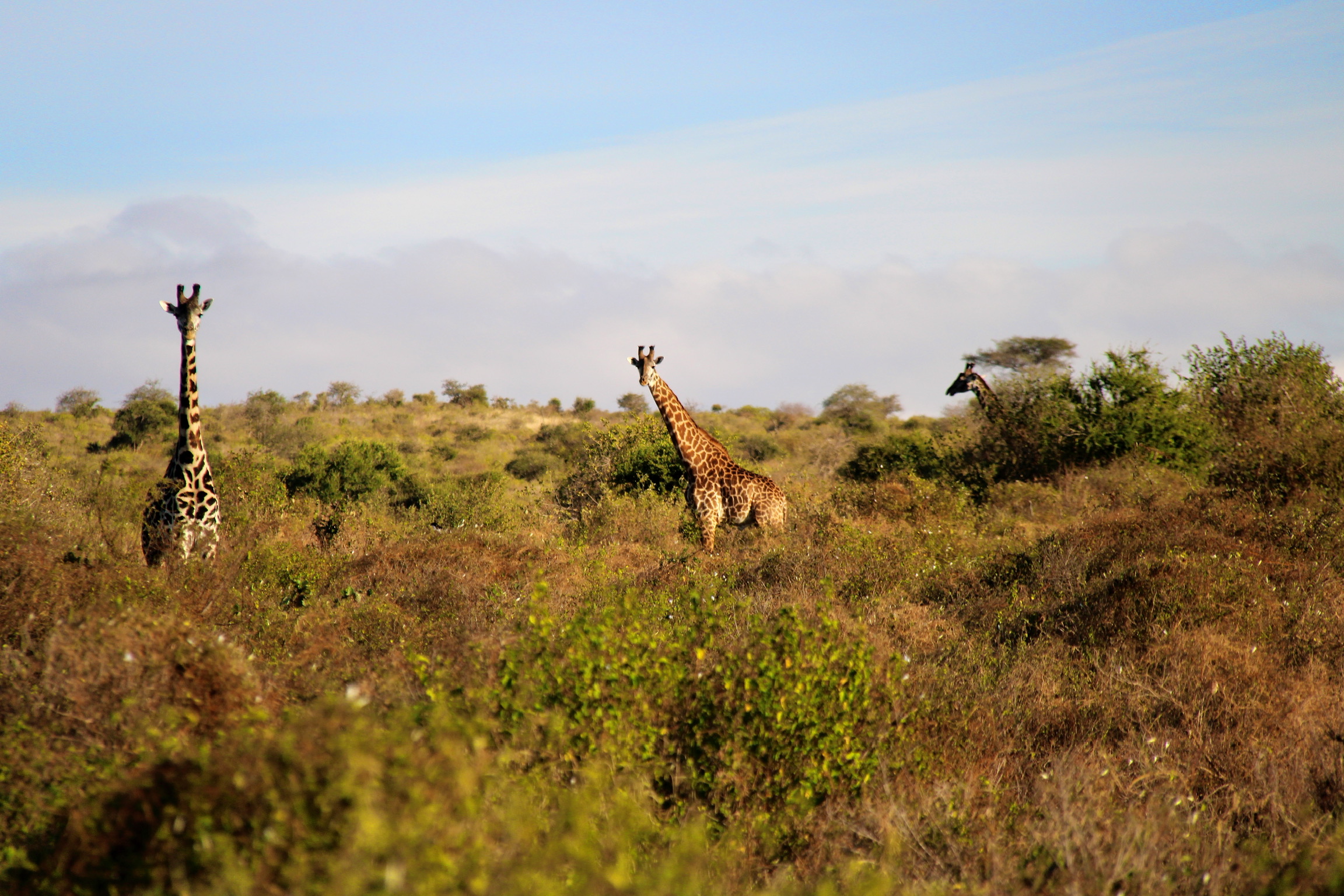 Curious giraffes
