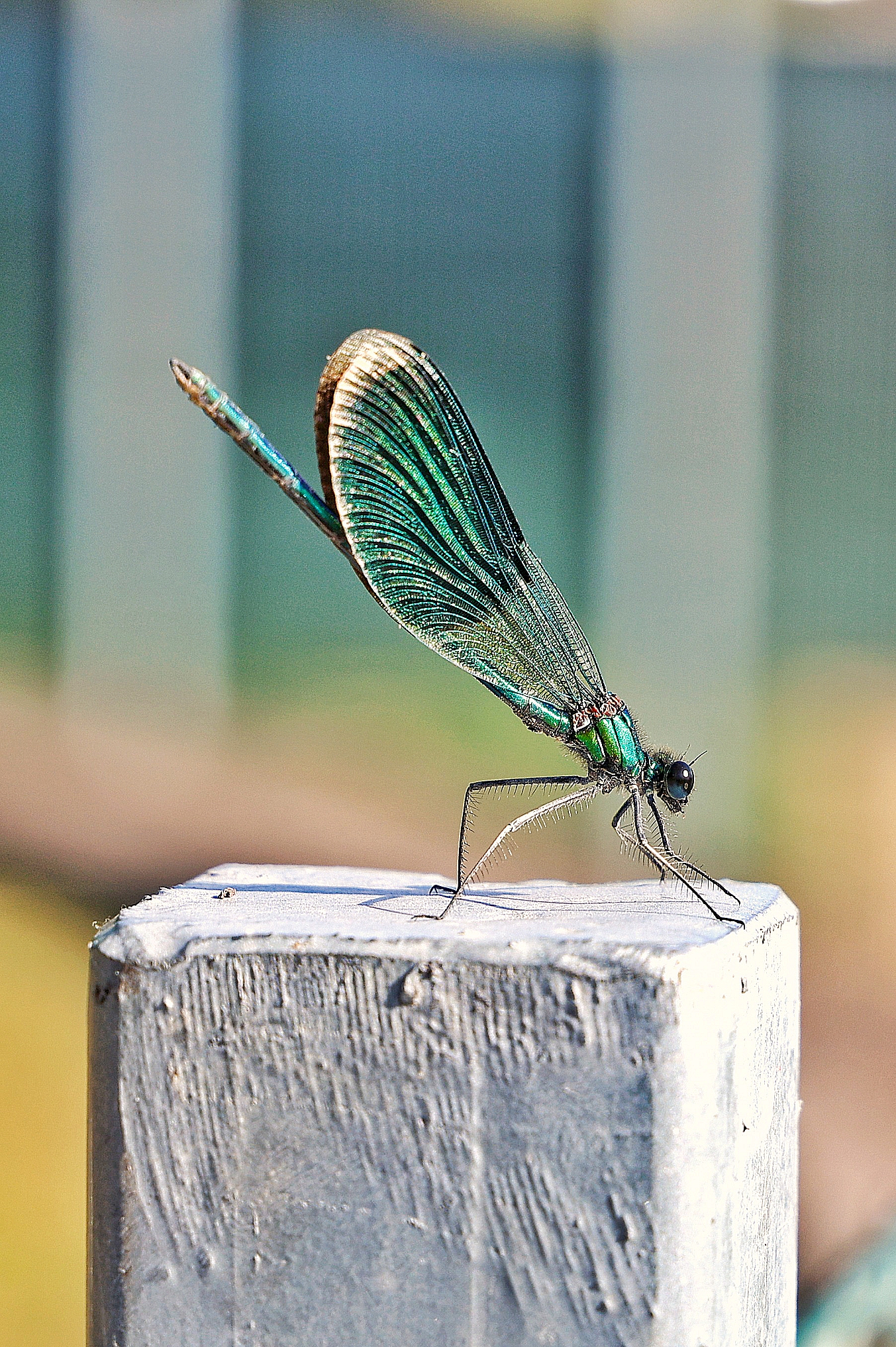 Calopteryx splendens