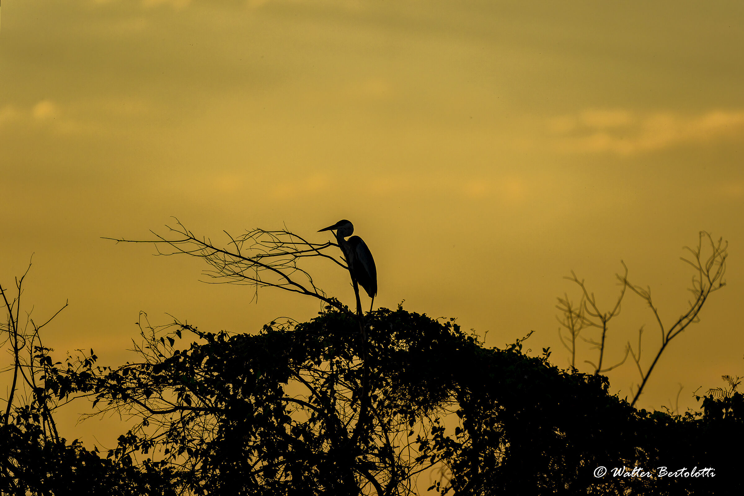 un tramonto nel Pantanal