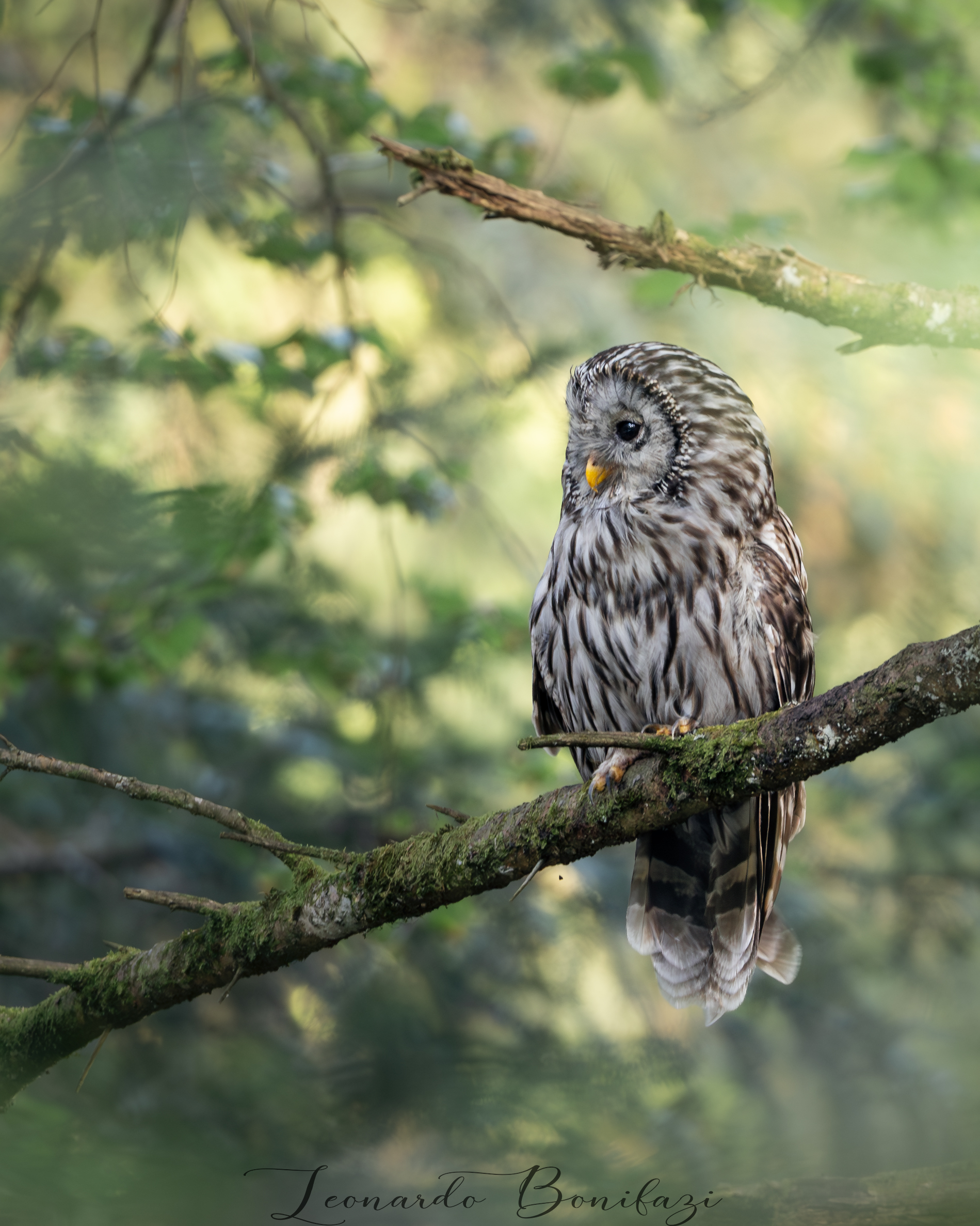 Ural Tawny Owl