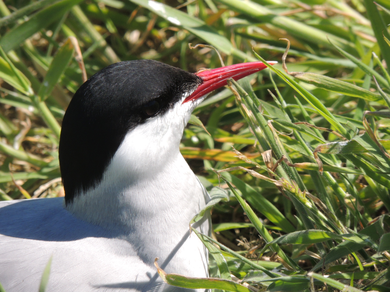 Arctic Tern 2